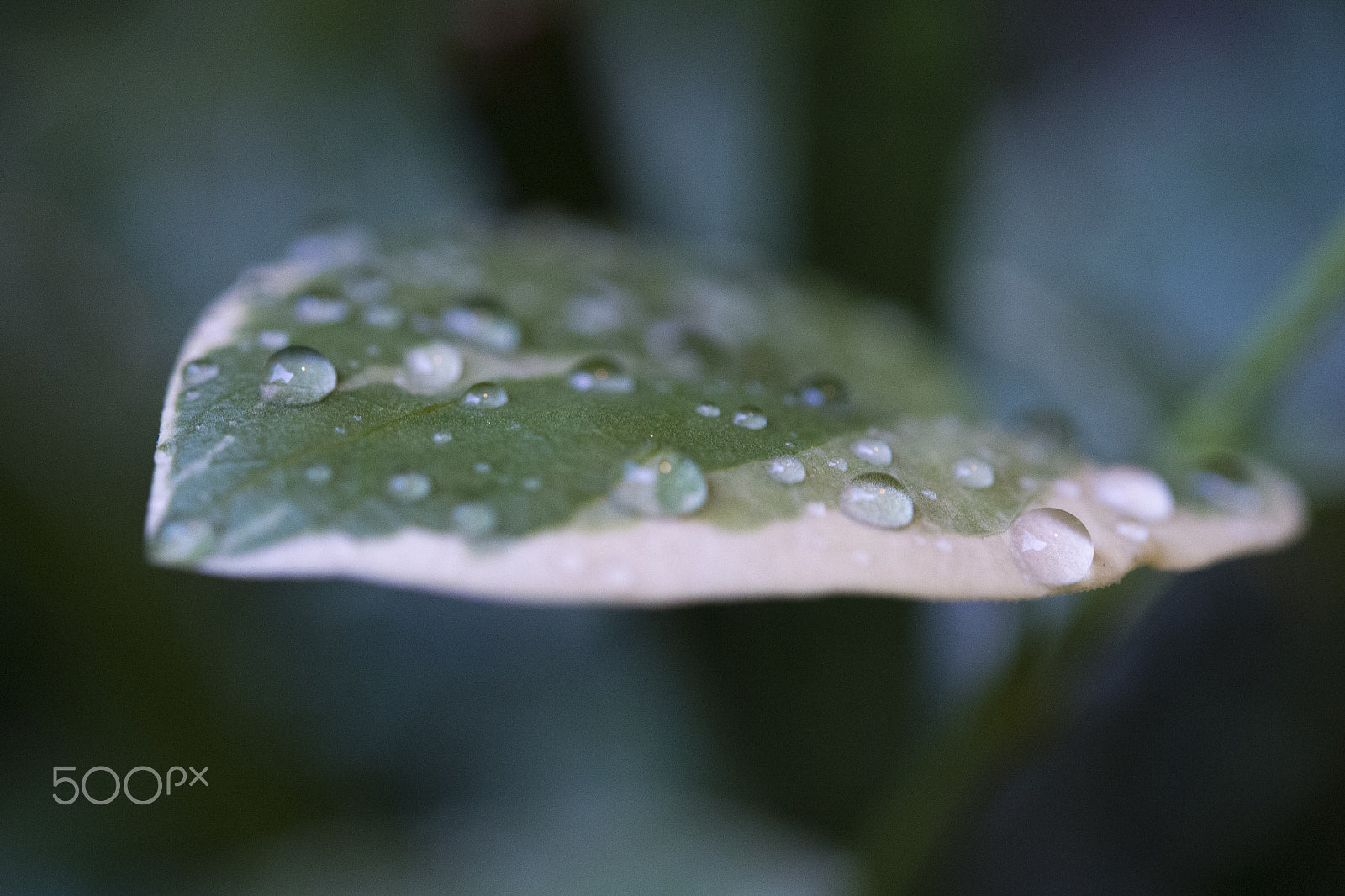 Nikon Df sample photo. Summer rain photography