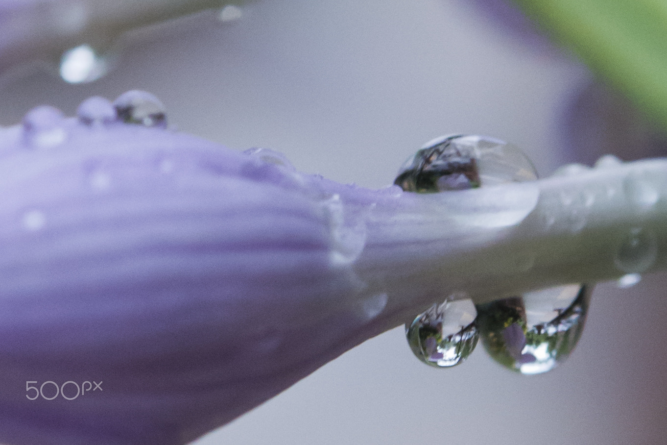Nikon Df sample photo. Purple rain photography