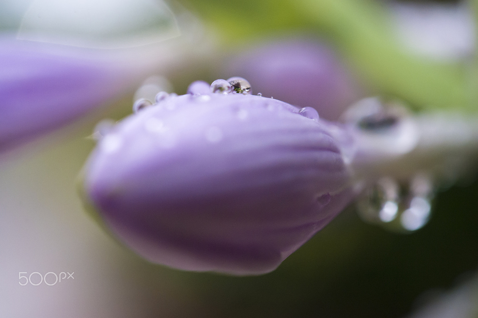 Nikon Df sample photo. Purple rain photography
