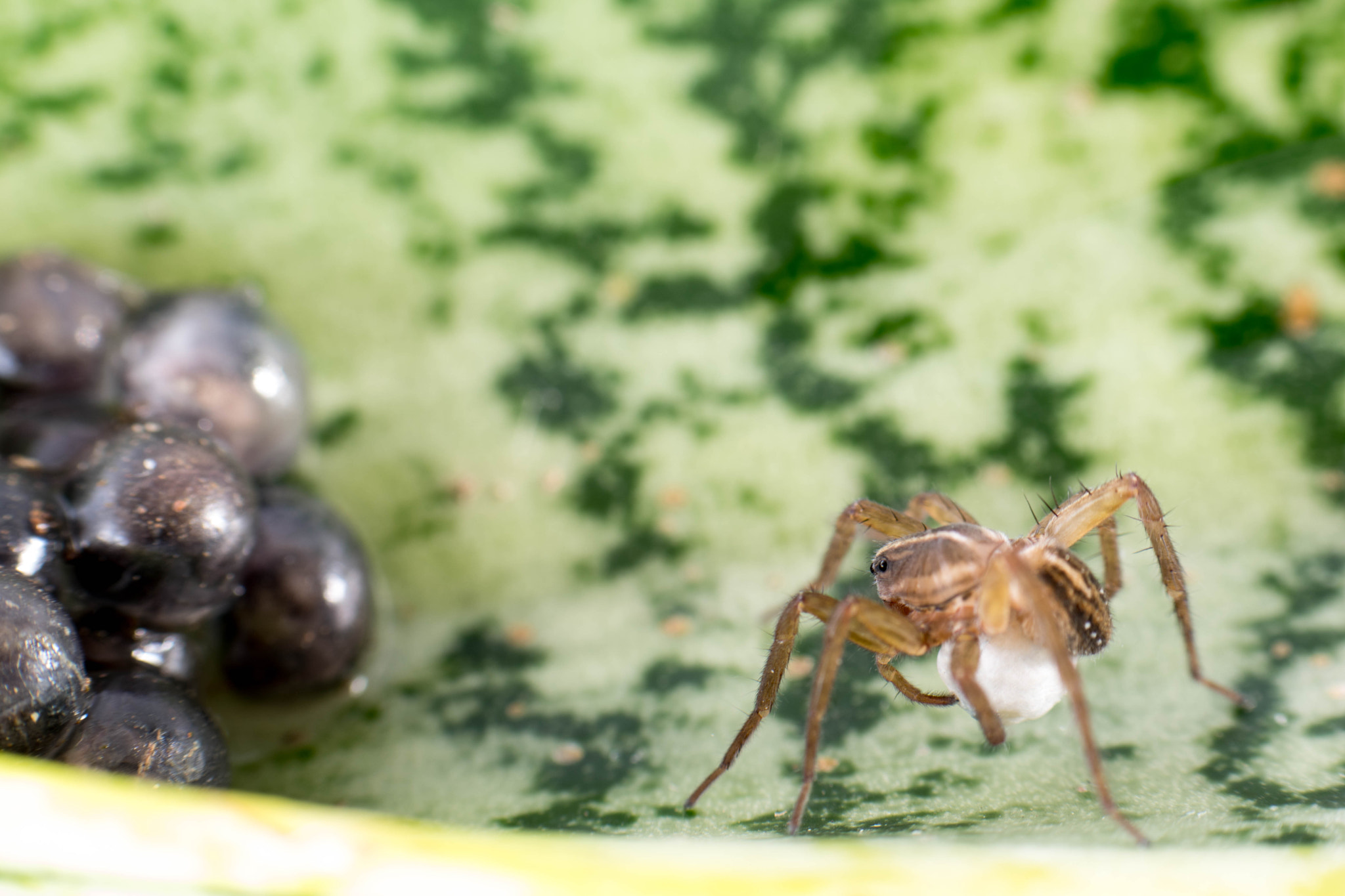 Nikon AF-S Micro-Nikkor 105mm F2.8G IF-ED VR sample photo. Family onboard... eggs photography
