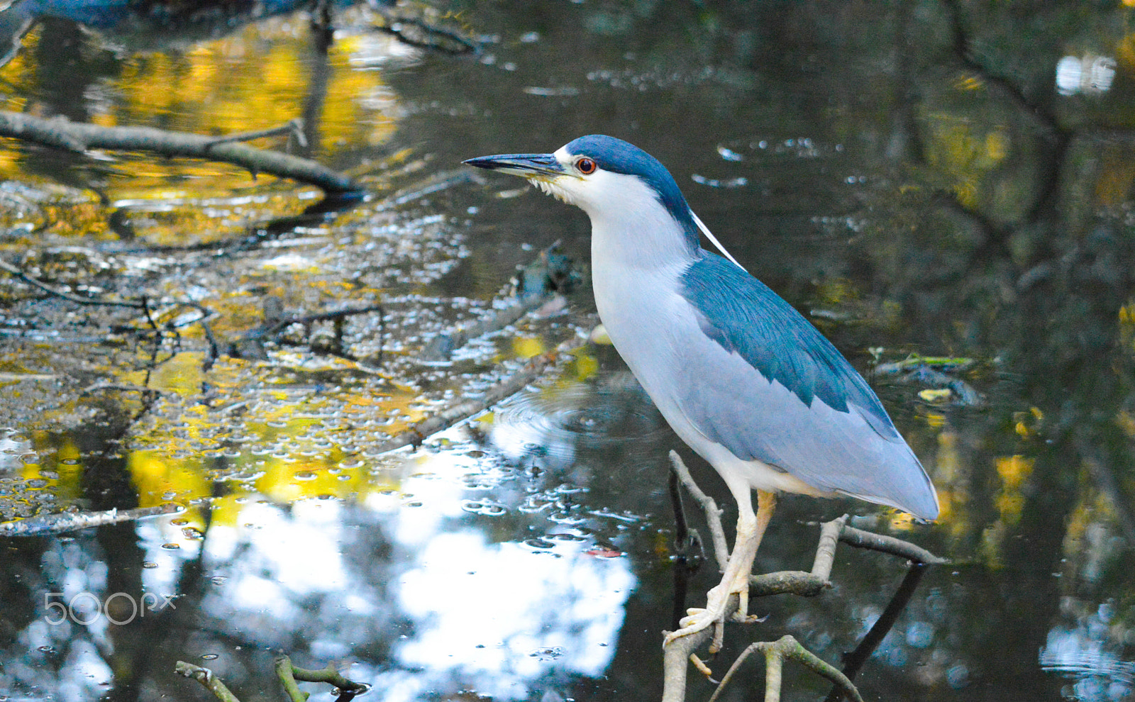 Nikon D3200 sample photo. Bird with nature background photography