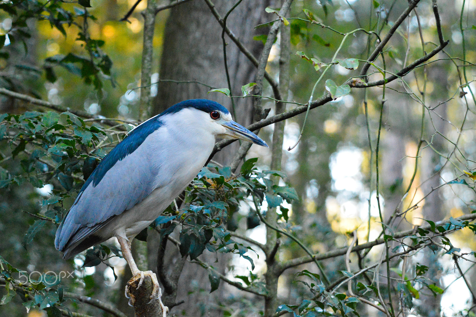 Nikon D3200 + Sigma 50-500mm F4-6.3 EX APO RF HSM sample photo. Bird on a tree photography