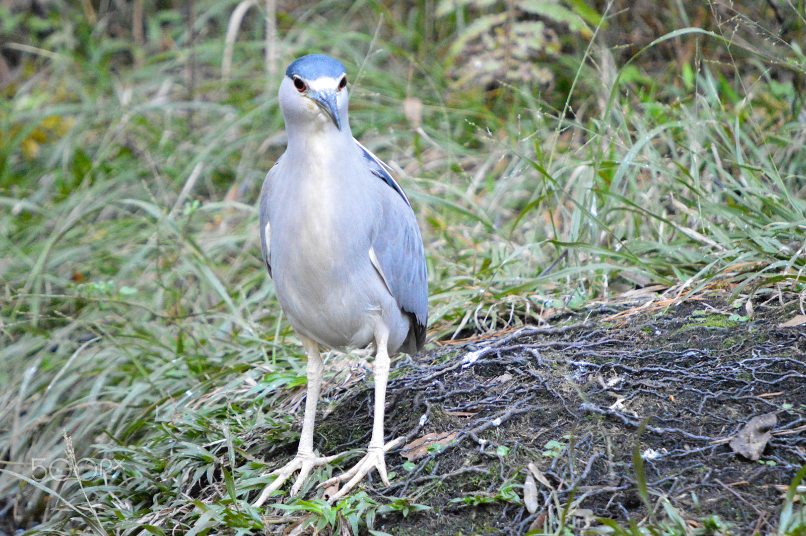 Nikon D3200 sample photo. Closeup bird and grass background photography