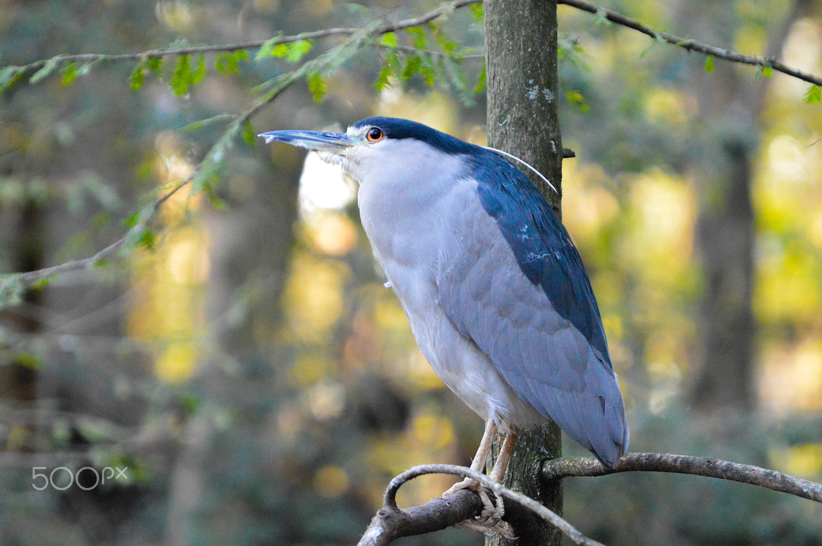 Nikon D3200 + Sigma 50-500mm F4-6.3 EX APO RF HSM sample photo. Beautiful bird and his trees photography