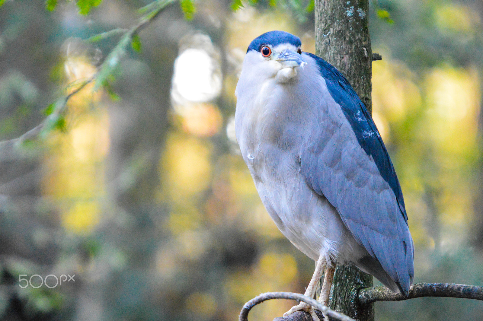 Sigma 50-500mm F4-6.3 EX APO RF HSM sample photo. Beautiful bird and forest photography