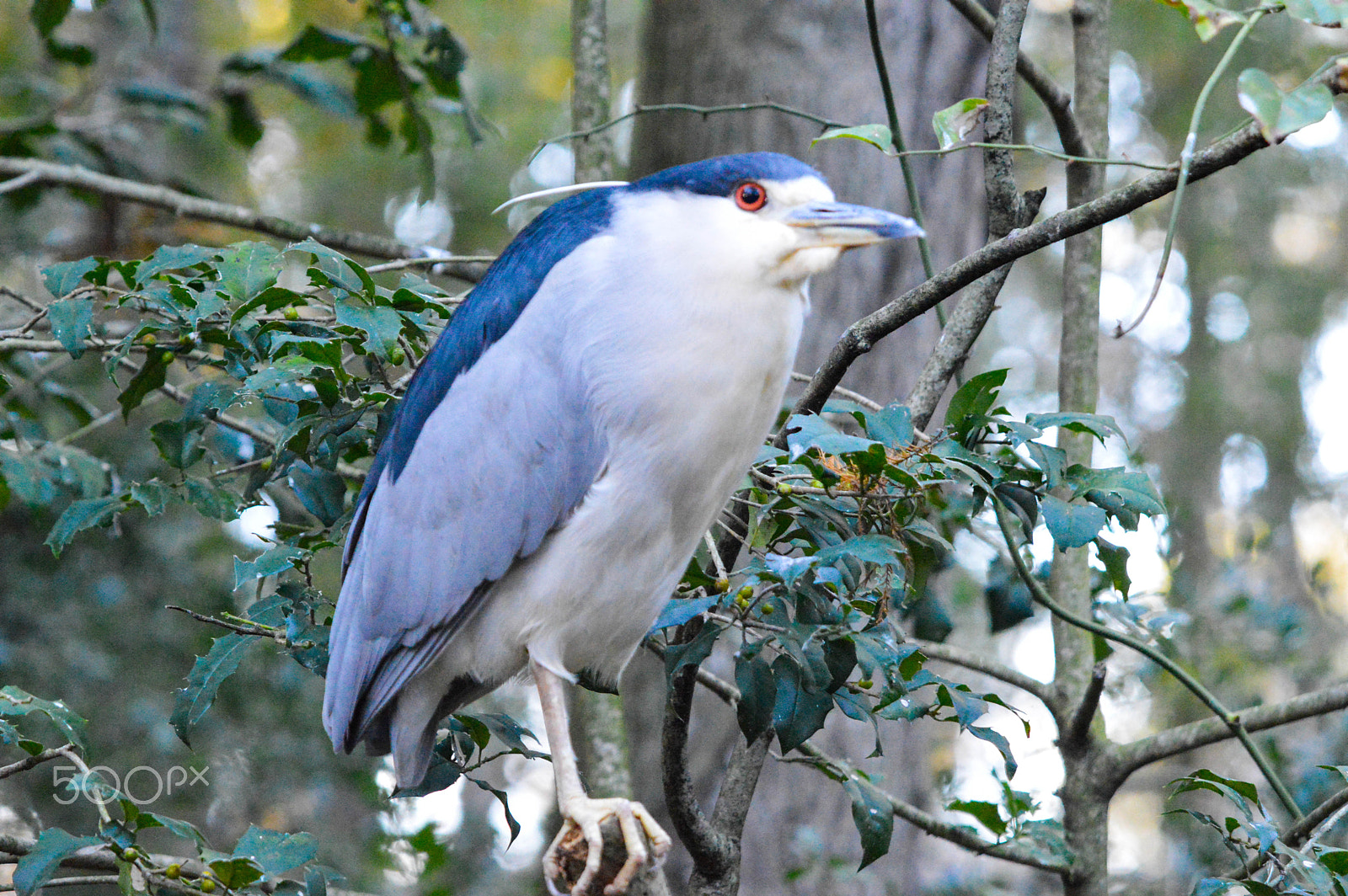 Sigma 50-500mm F4-6.3 EX APO RF HSM sample photo. Bird on a tree photography