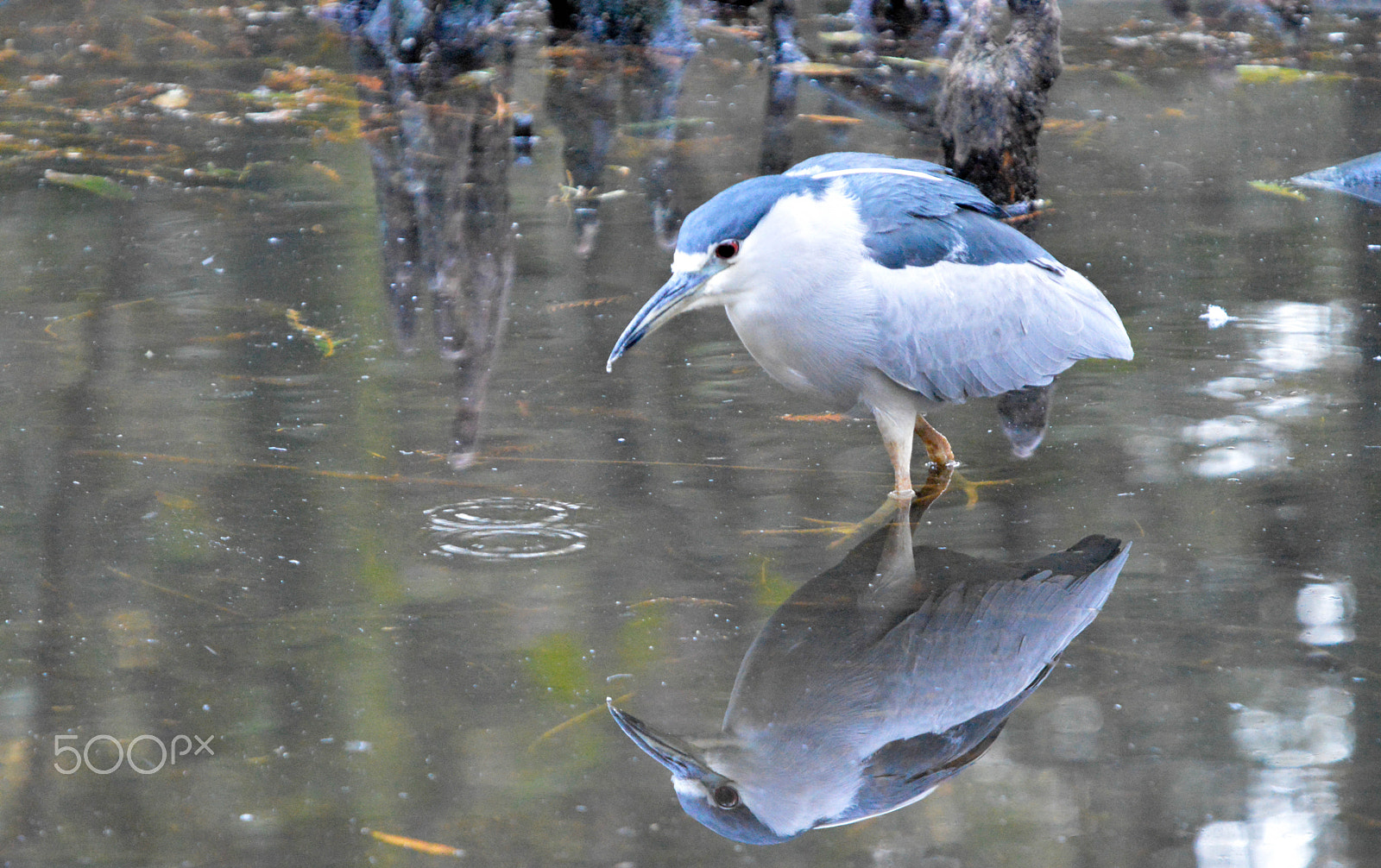 Nikon D3200 + Sigma 50-500mm F4-6.3 EX APO RF HSM sample photo. Lighting bird and his lake photography