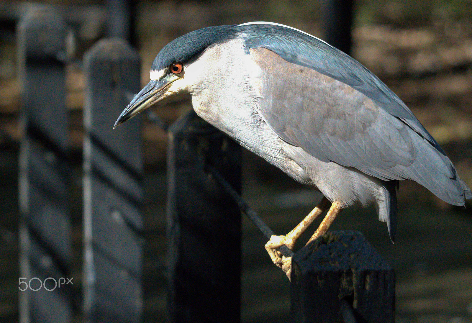 Nikon D3200 sample photo. Closeup bird photography