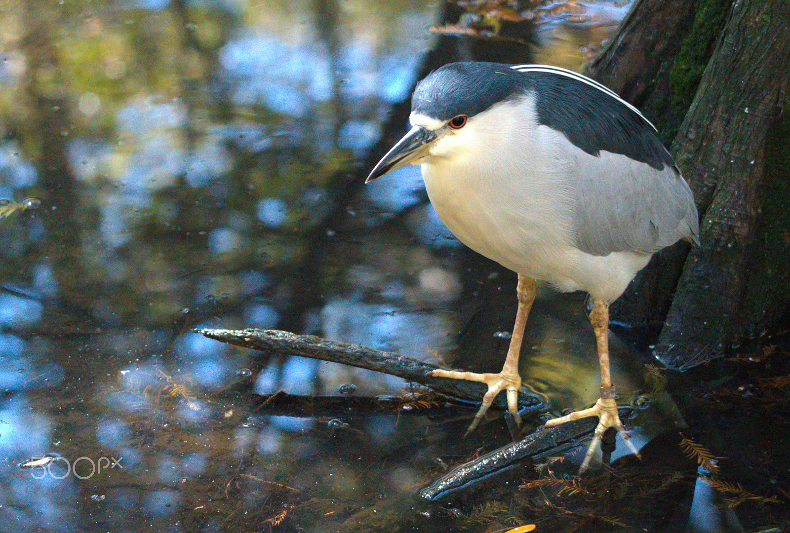 Nikon D3200 sample photo. Little bird rest in the river photography