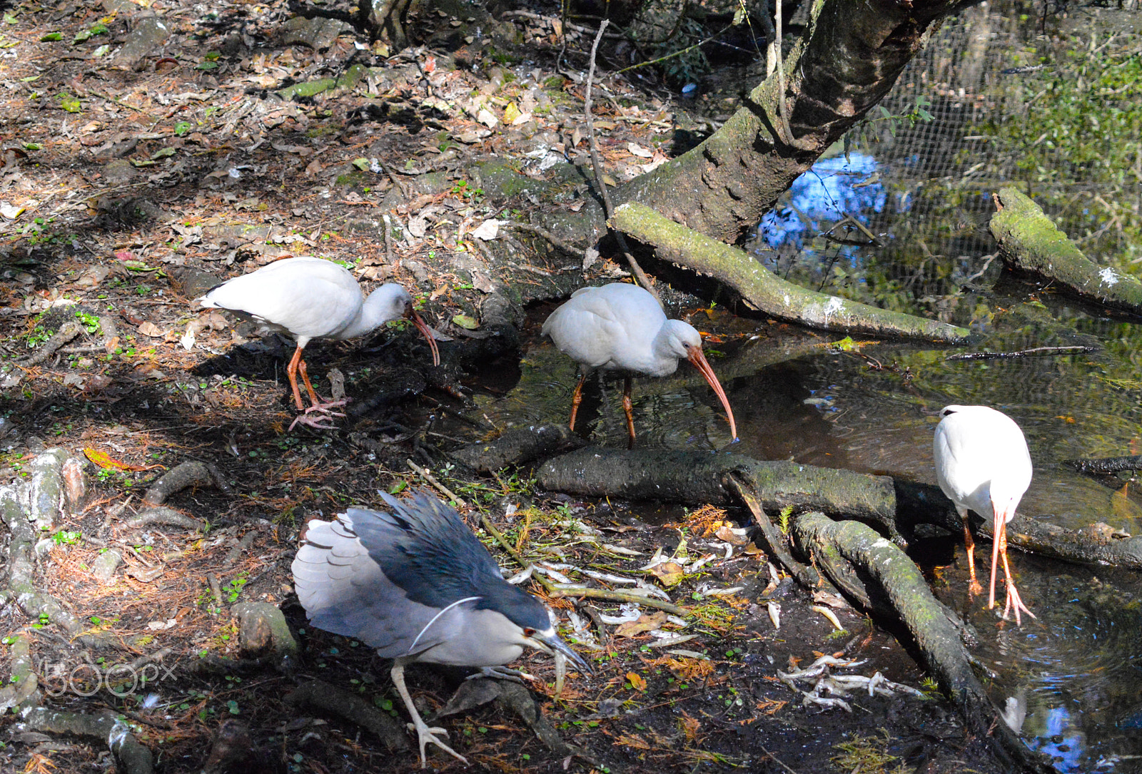 Sigma 50-500mm F4-6.3 EX APO RF HSM sample photo. All about bird meeting photography