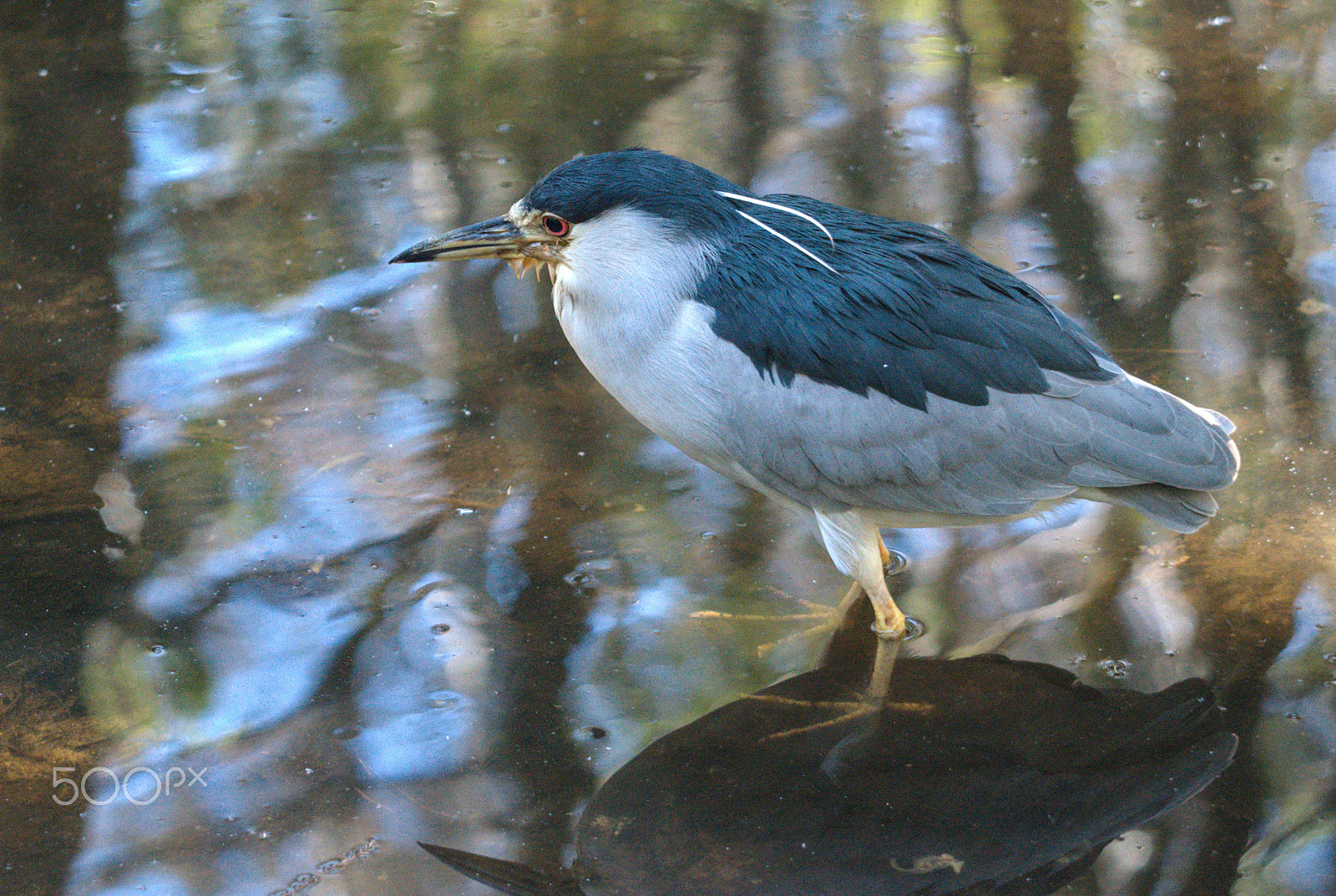 Nikon D3200 sample photo. The bird and his river photography