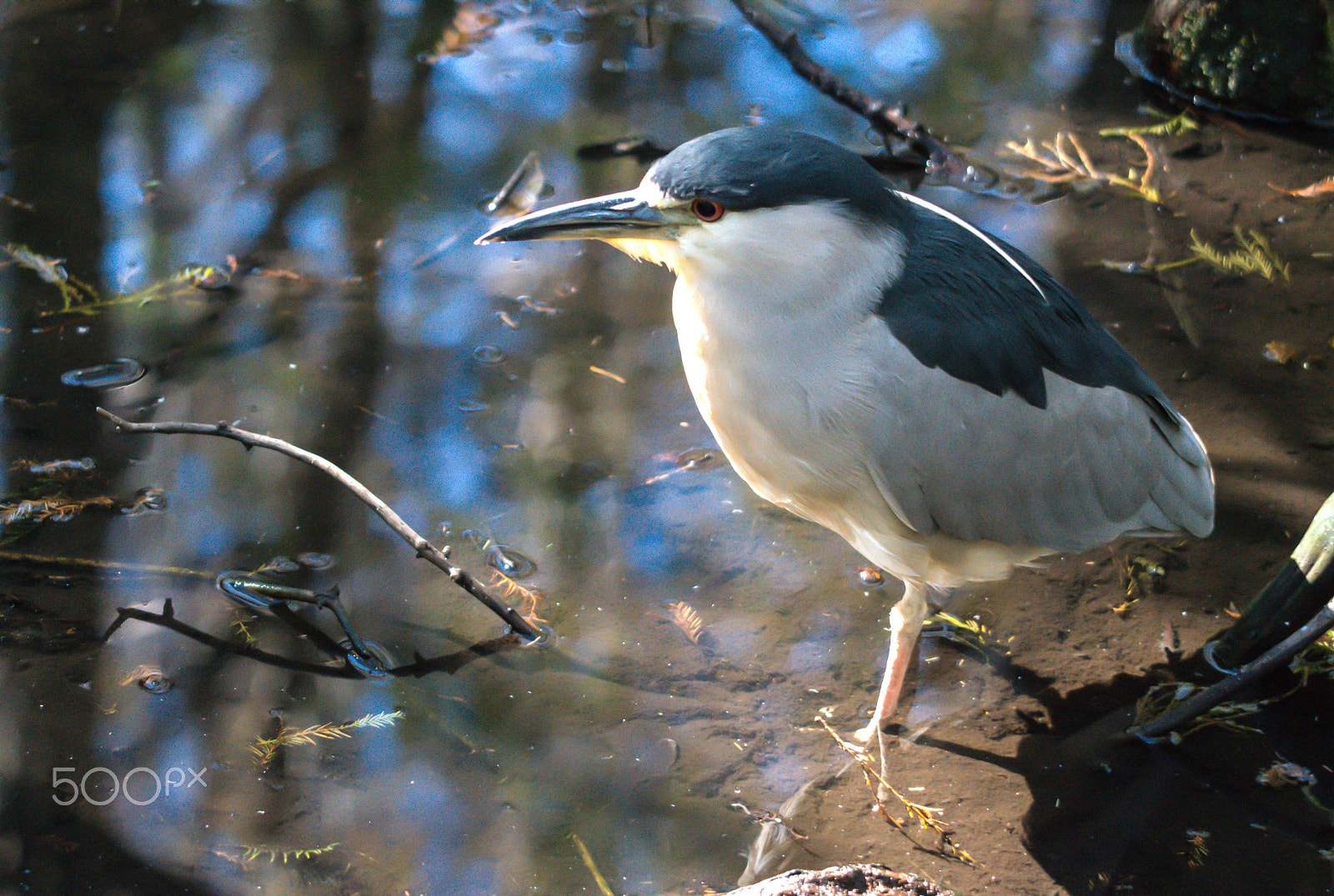 Sigma 50-500mm F4-6.3 EX APO RF HSM sample photo. Bird and summer time photography