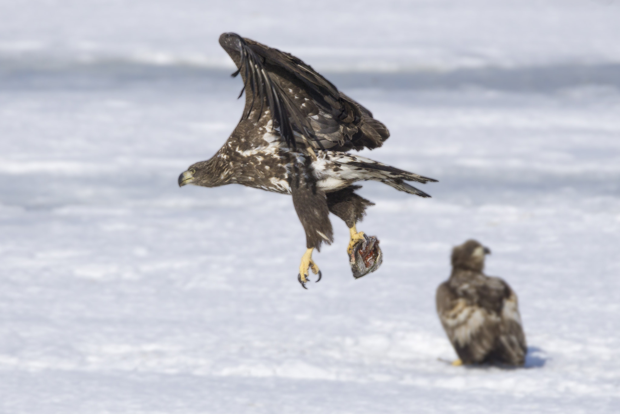 Sony a6000 + Tamron SP 150-600mm F5-6.3 Di VC USD sample photo. Juvenile "eagle" photography