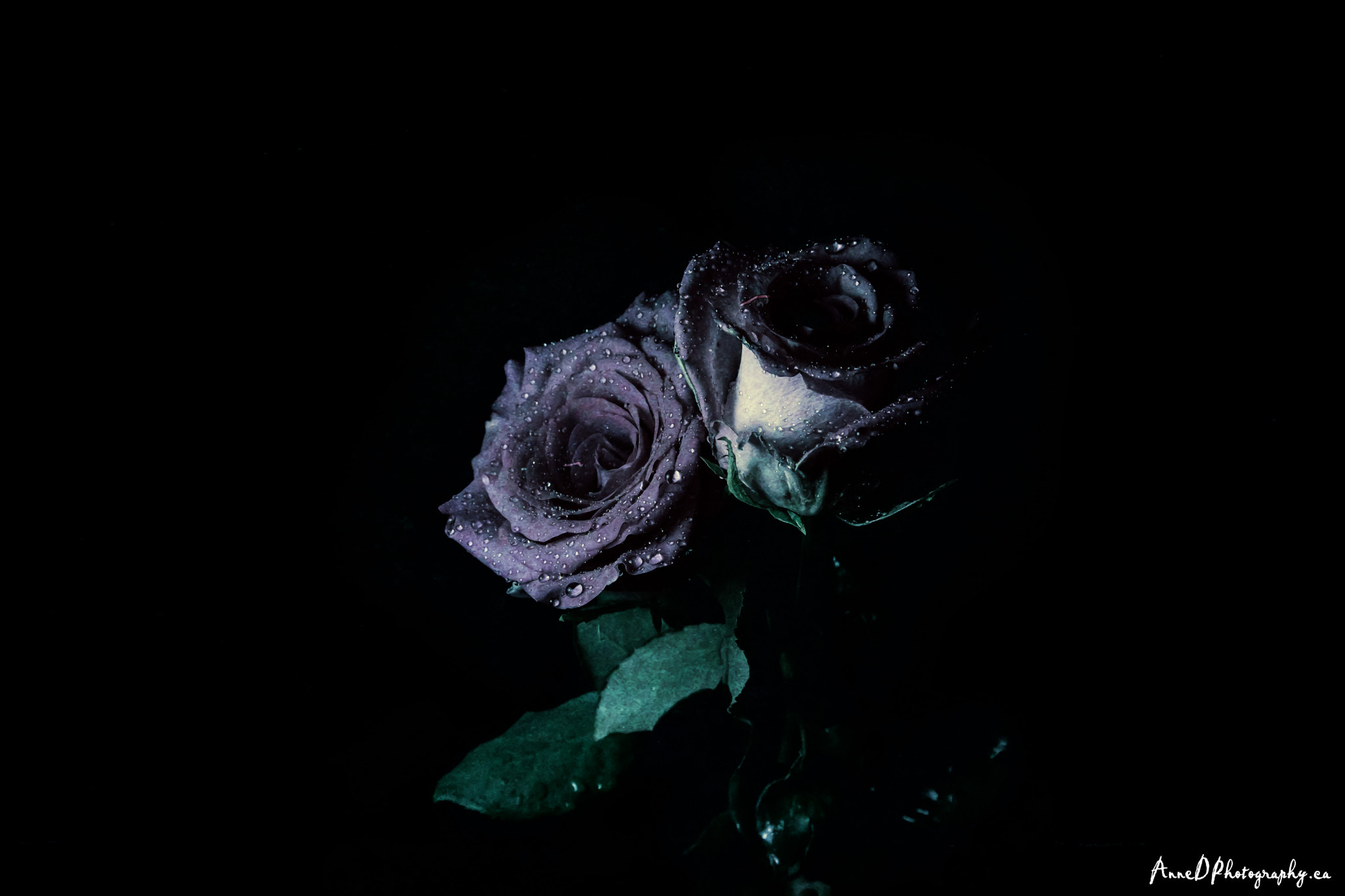 Canon EOS 750D (EOS Rebel T6i / EOS Kiss X8i) sample photo. Out of the shadows photography