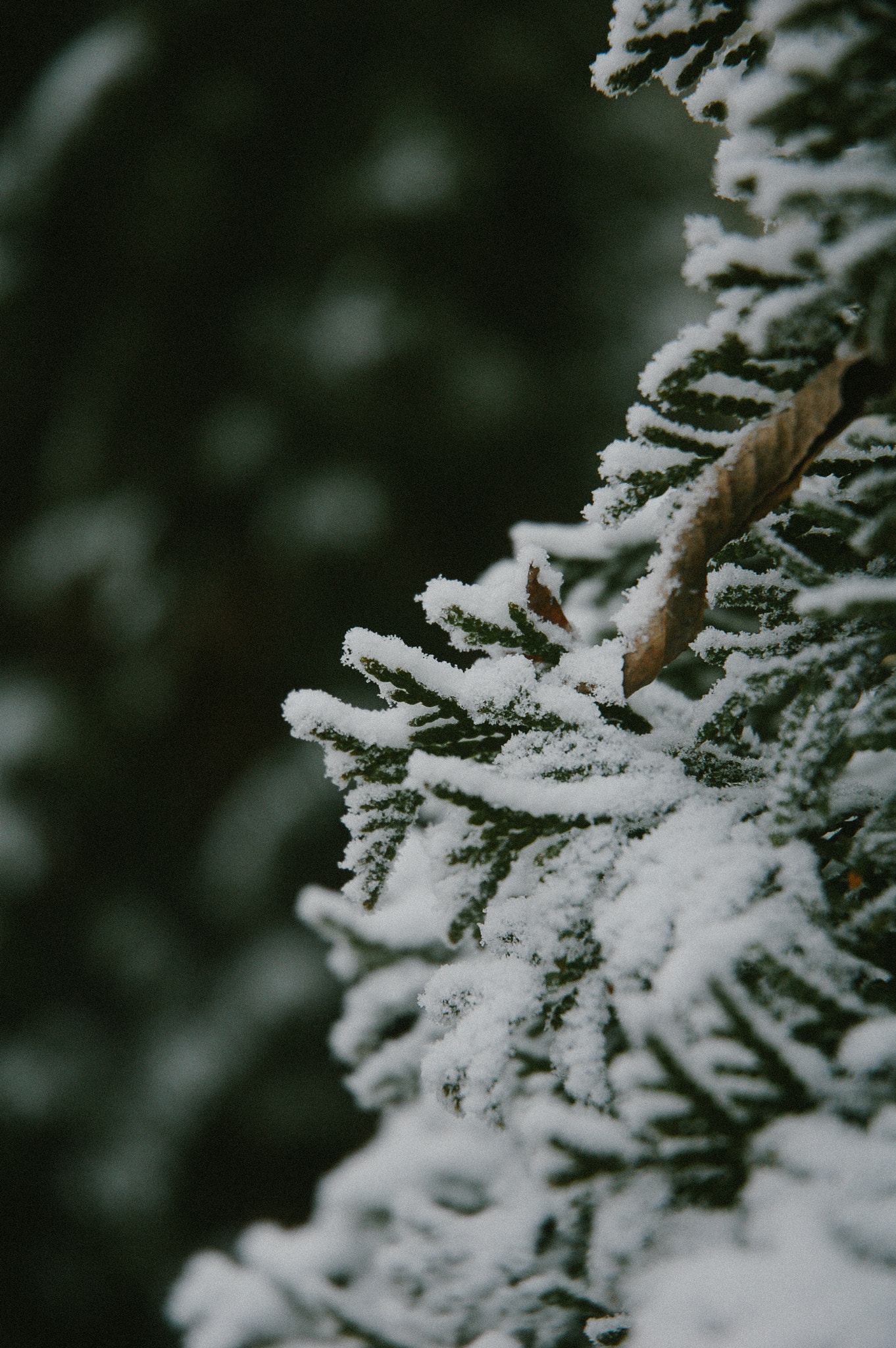 Nikon D50 sample photo. Evergreen photography