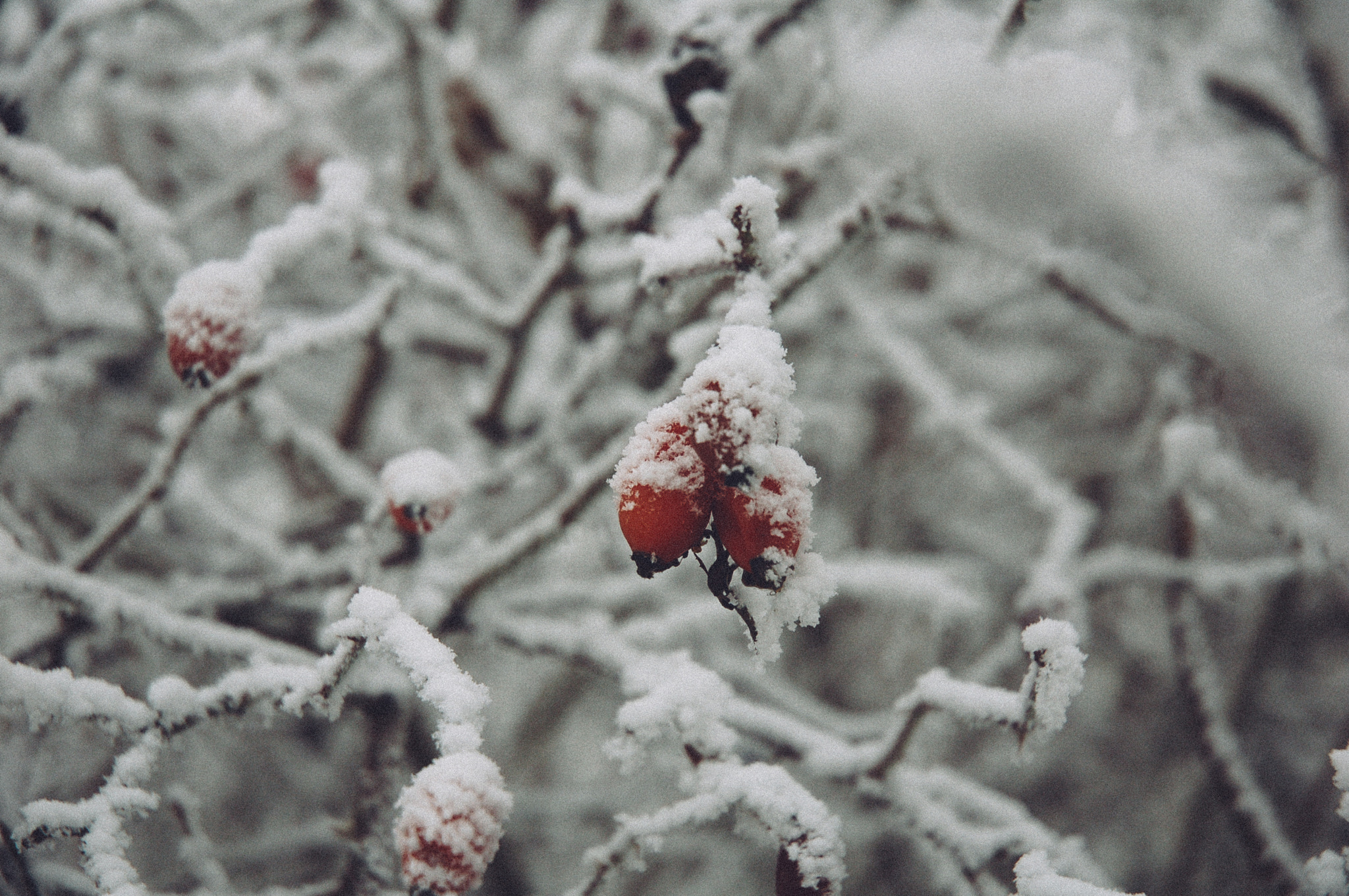 Nikon D50 sample photo. Surviving photography