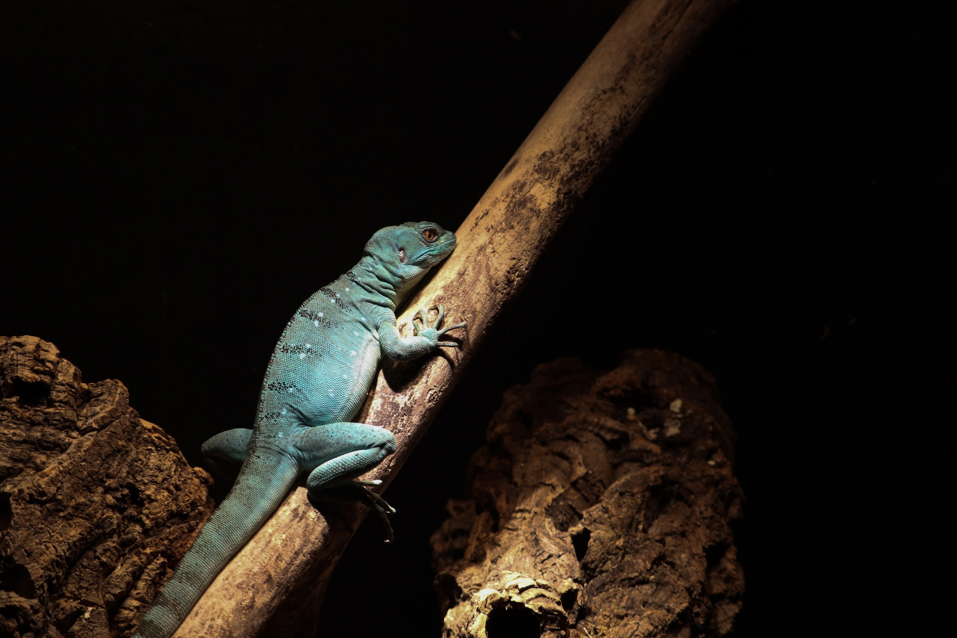 Canon EF-S 55-250mm F4-5.6 IS STM sample photo. Lizard!! photography
