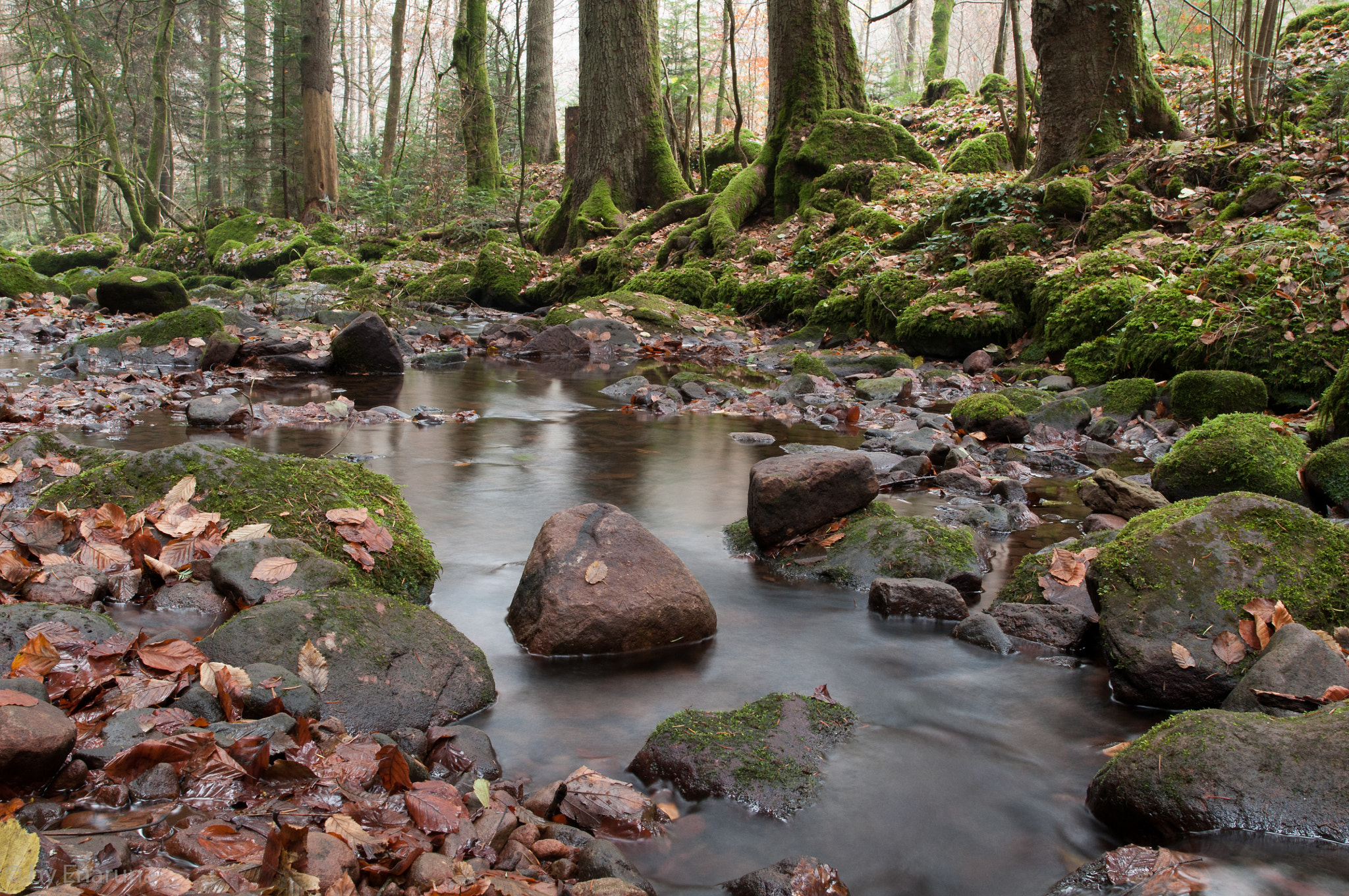 Nikon D300S + Nikon AF-S Nikkor 24mm F1.4G ED sample photo. Little stream with moss photography