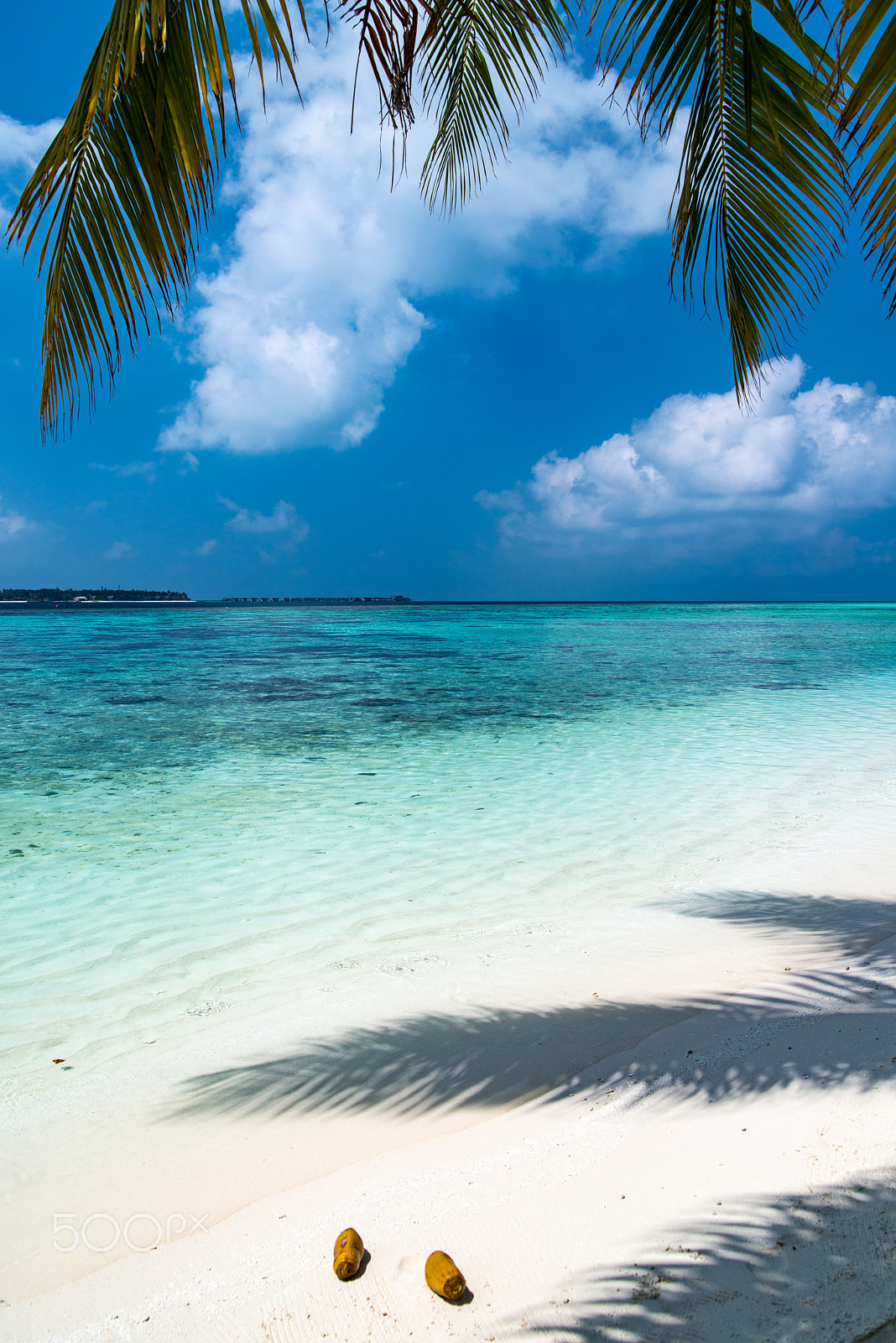 Nikon D800 sample photo. Dhoores island  palm tree photography