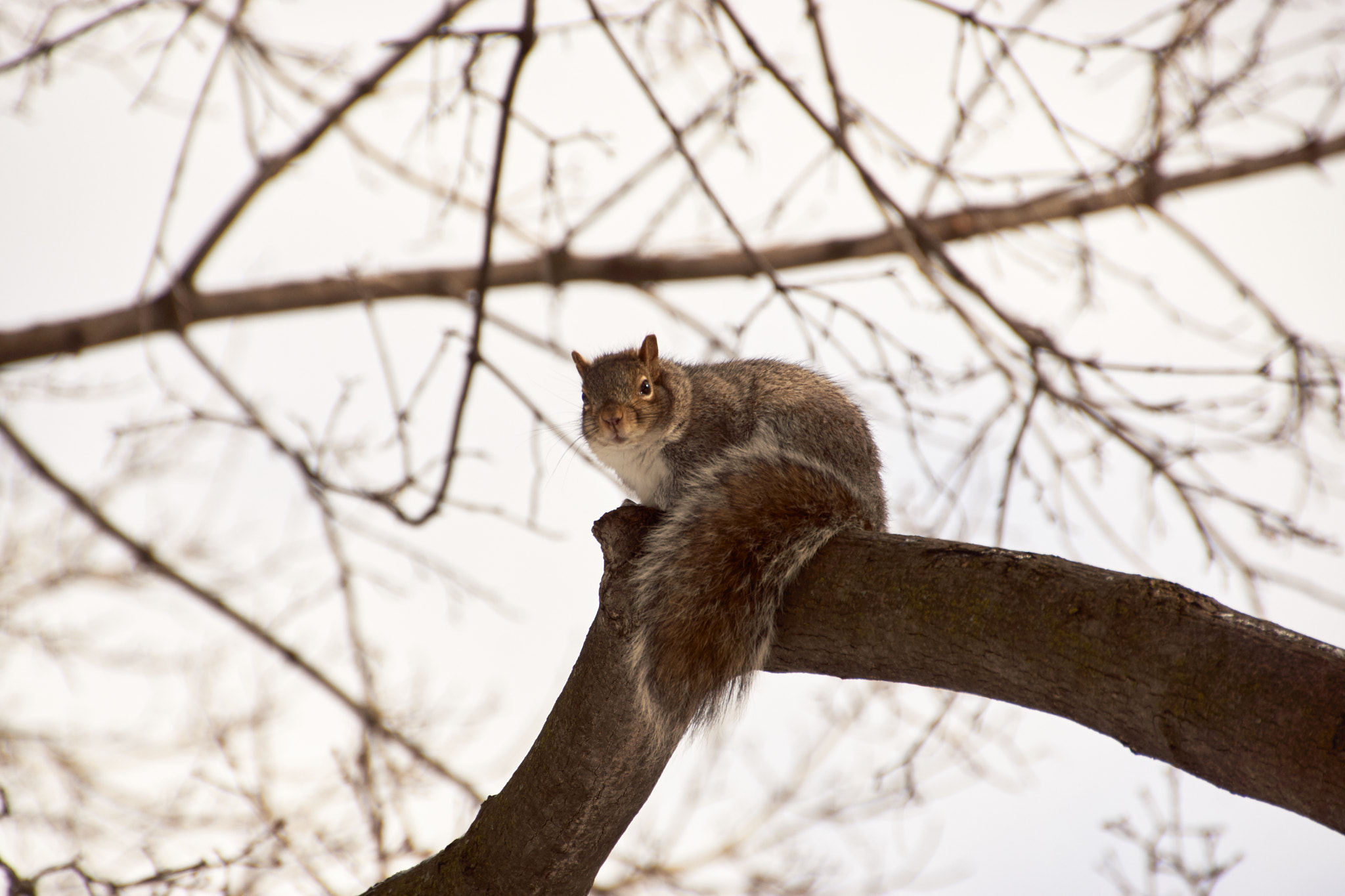Sony SLT-A65 (SLT-A65V) sample photo. Squirrel in the air photography