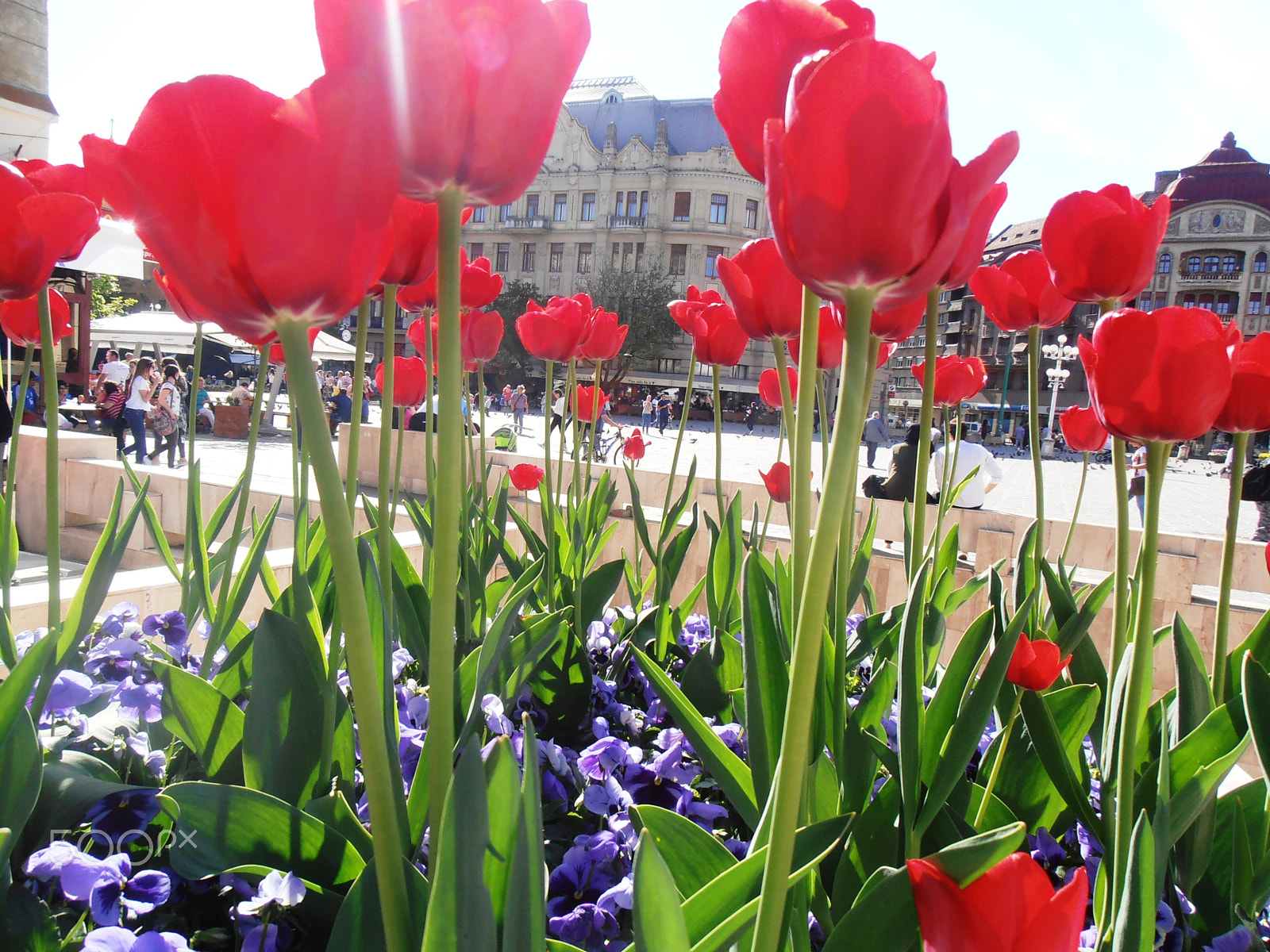 Olympus VR310,D720 sample photo. Through tulips photography