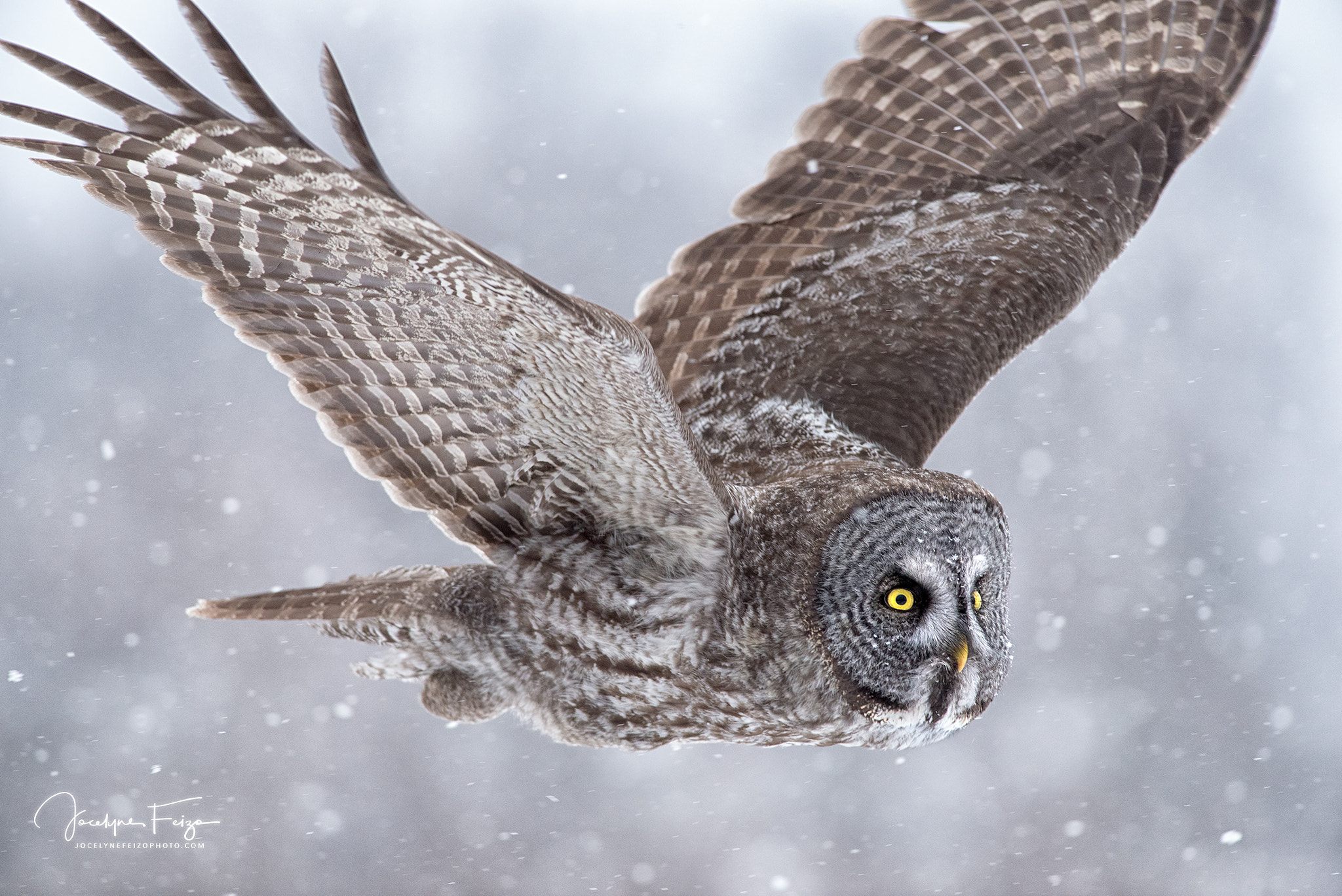 Nikon D750 + Nikon AF-S Nikkor 300mm F4D ED-IF sample photo. Grey owl photography
