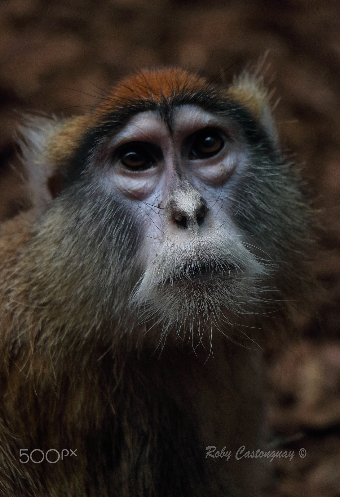 Canon EOS 760D (EOS Rebel T6s / EOS 8000D) sample photo. Patas monkey photography