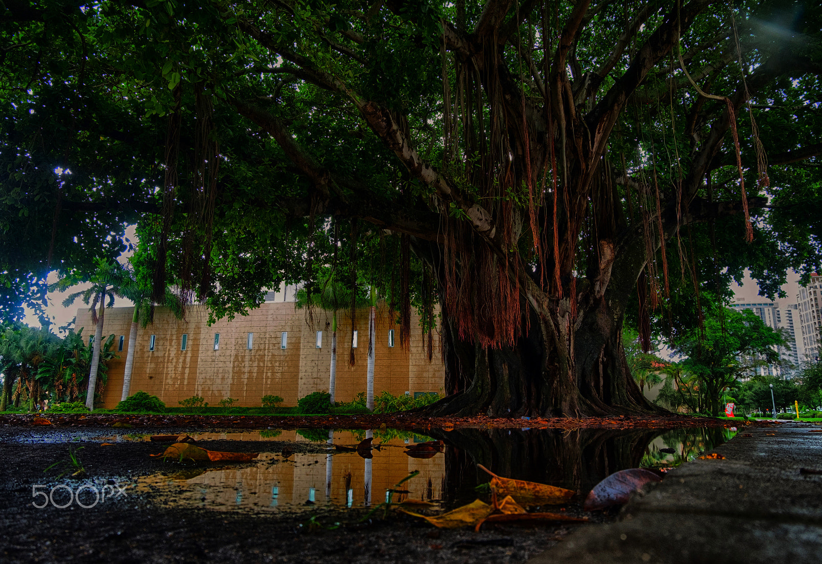 Fujifilm X-Pro1 + Fujifilm XC 16-50mm F3.5-5.6 OIS II sample photo. Banyon tree reflection 2.1 photography