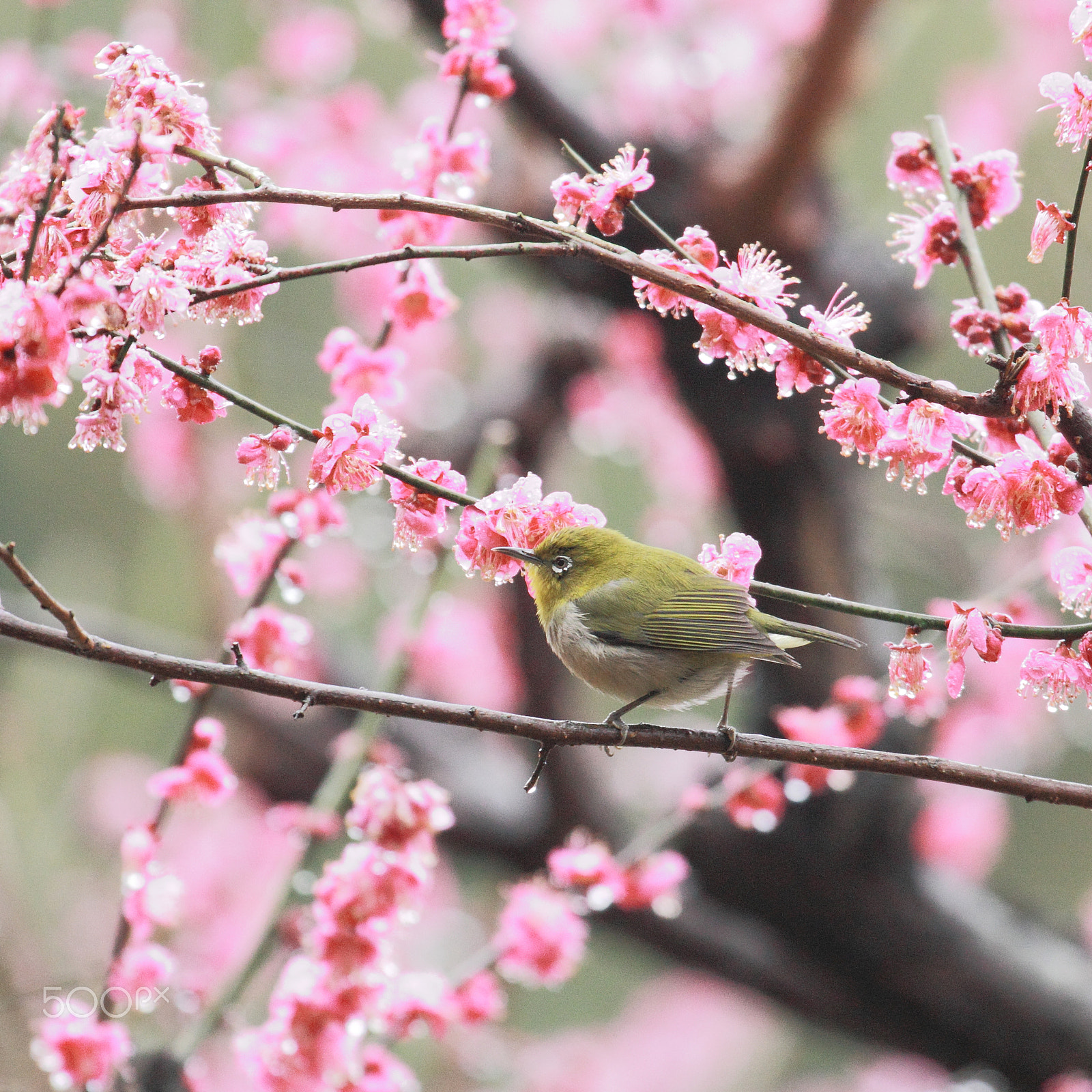 Canon EOS 550D (EOS Rebel T2i / EOS Kiss X4) sample photo. Love blossoms in rain photography