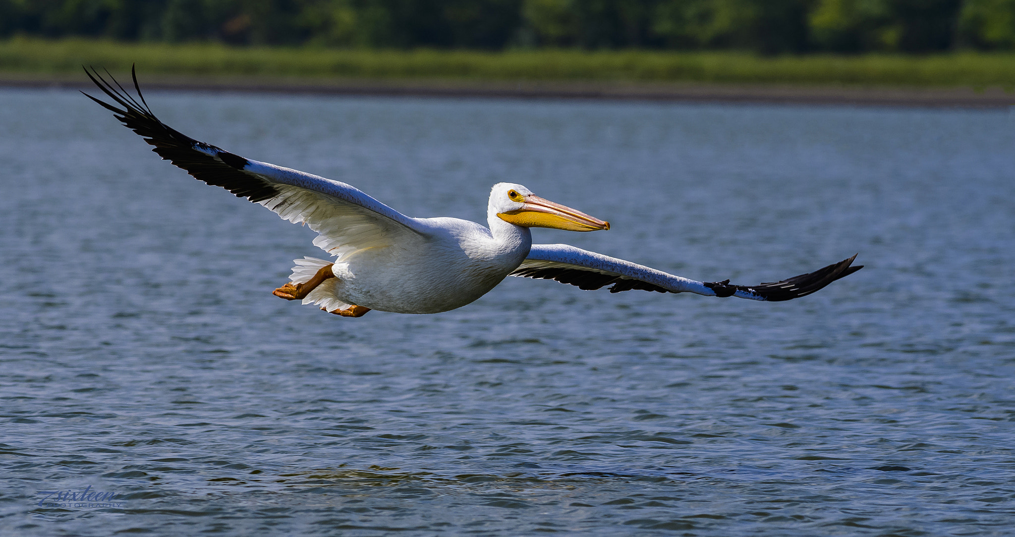 Nikon D500 + Nikon AF-S Nikkor 300mm F4D ED-IF sample photo. Perfect pelican photography