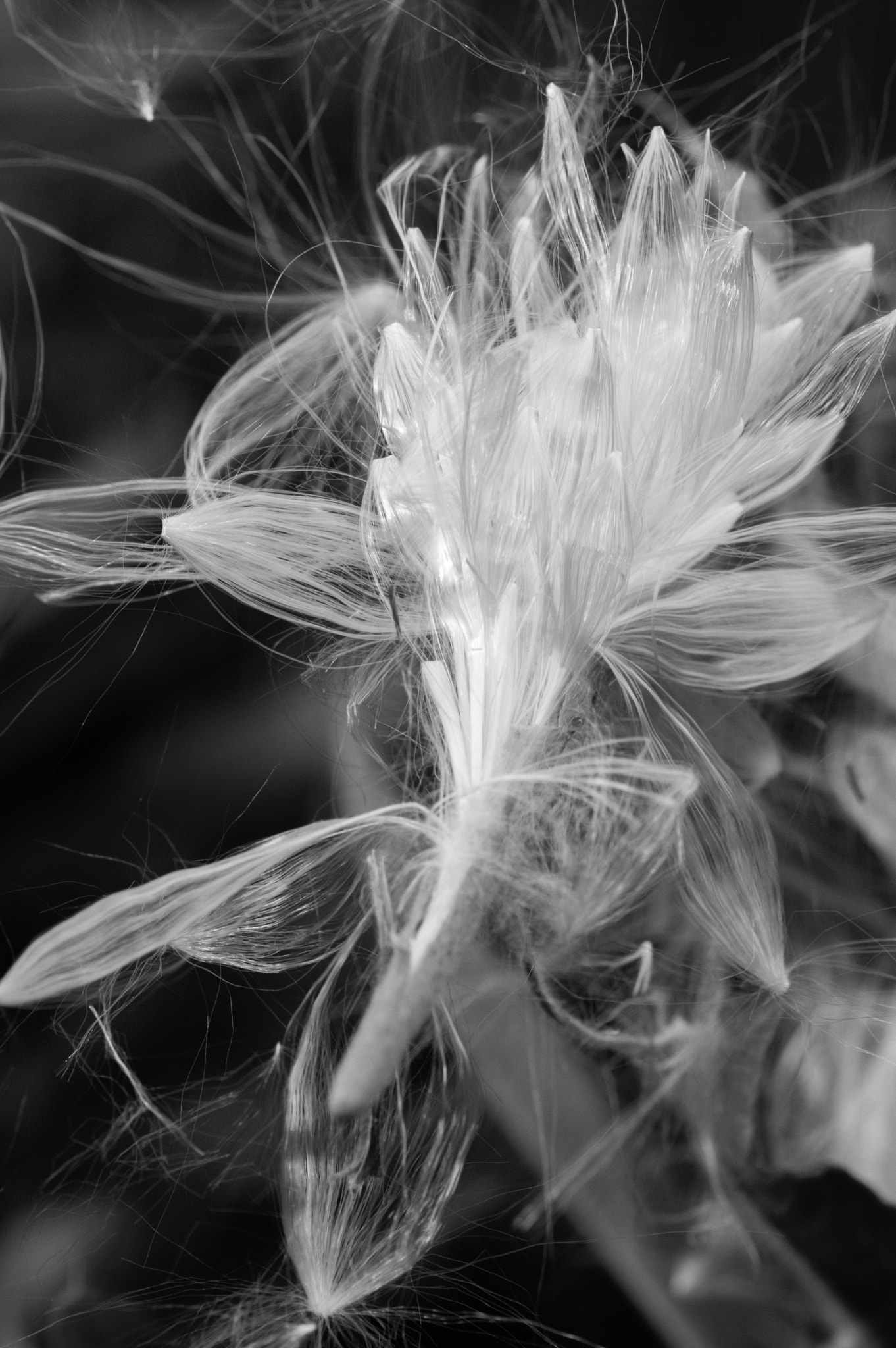 Pentax smc D-FA 100mm F2.8 Macro WR sample photo. Milkweed pollen ready for the breeze photography