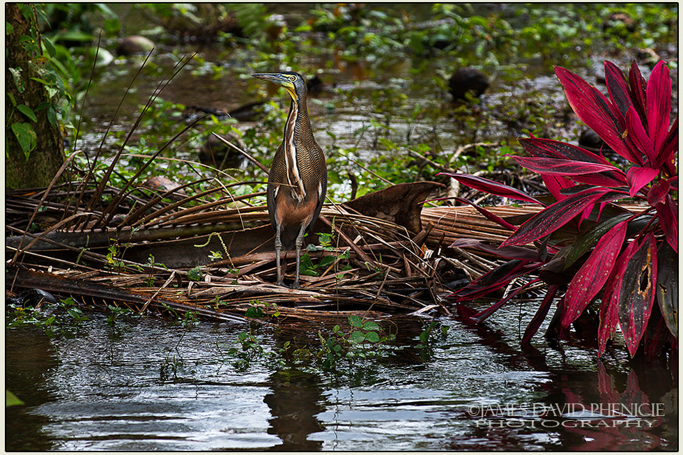 Nikon D500 sample photo. Bare-throated tiger-heron photography