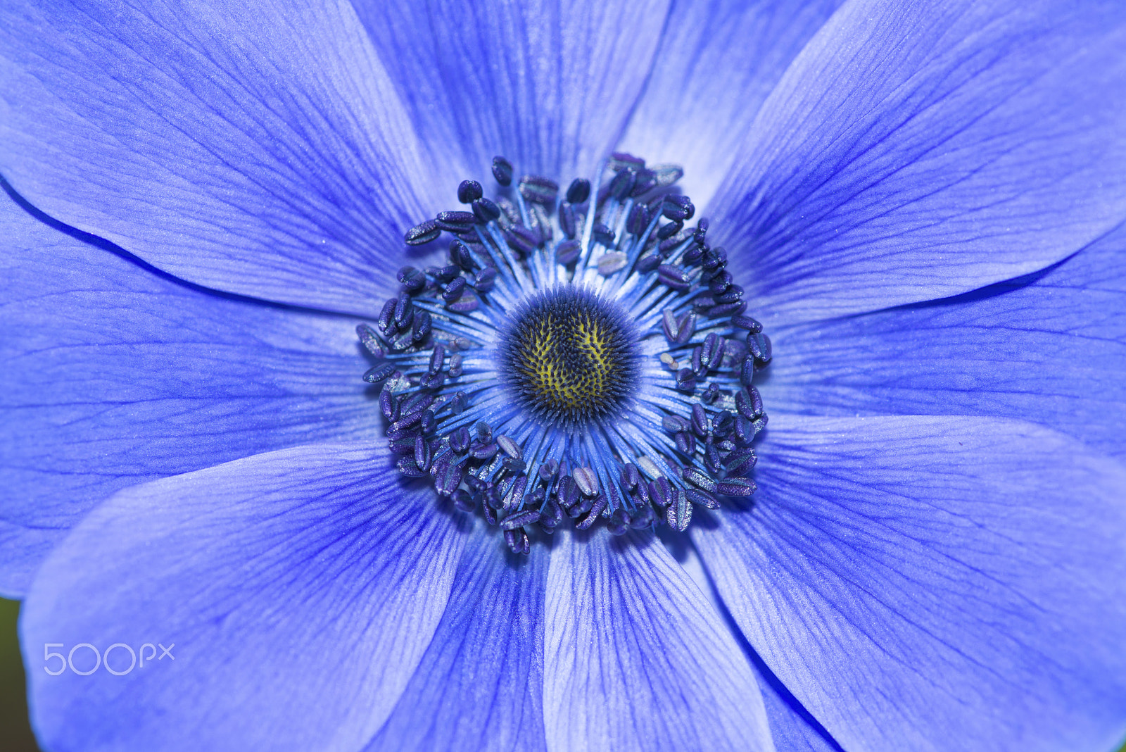 Nikon D800 + Nikon AF Micro-Nikkor 200mm F4D ED-IF sample photo. Blue anemone harmony photography