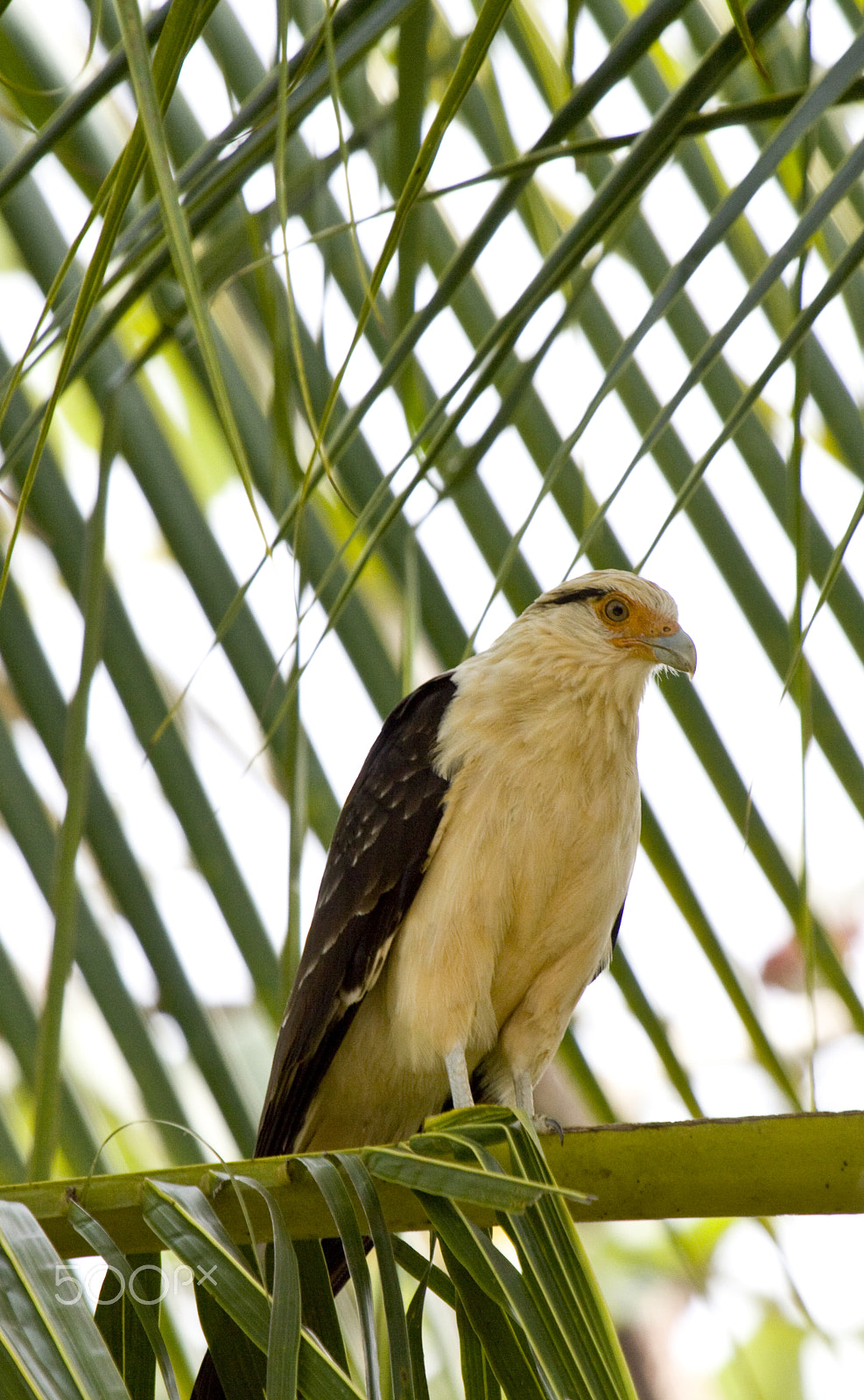 Canon EF 100-400mm F4.5-5.6L IS USM sample photo. Watching for prey photography