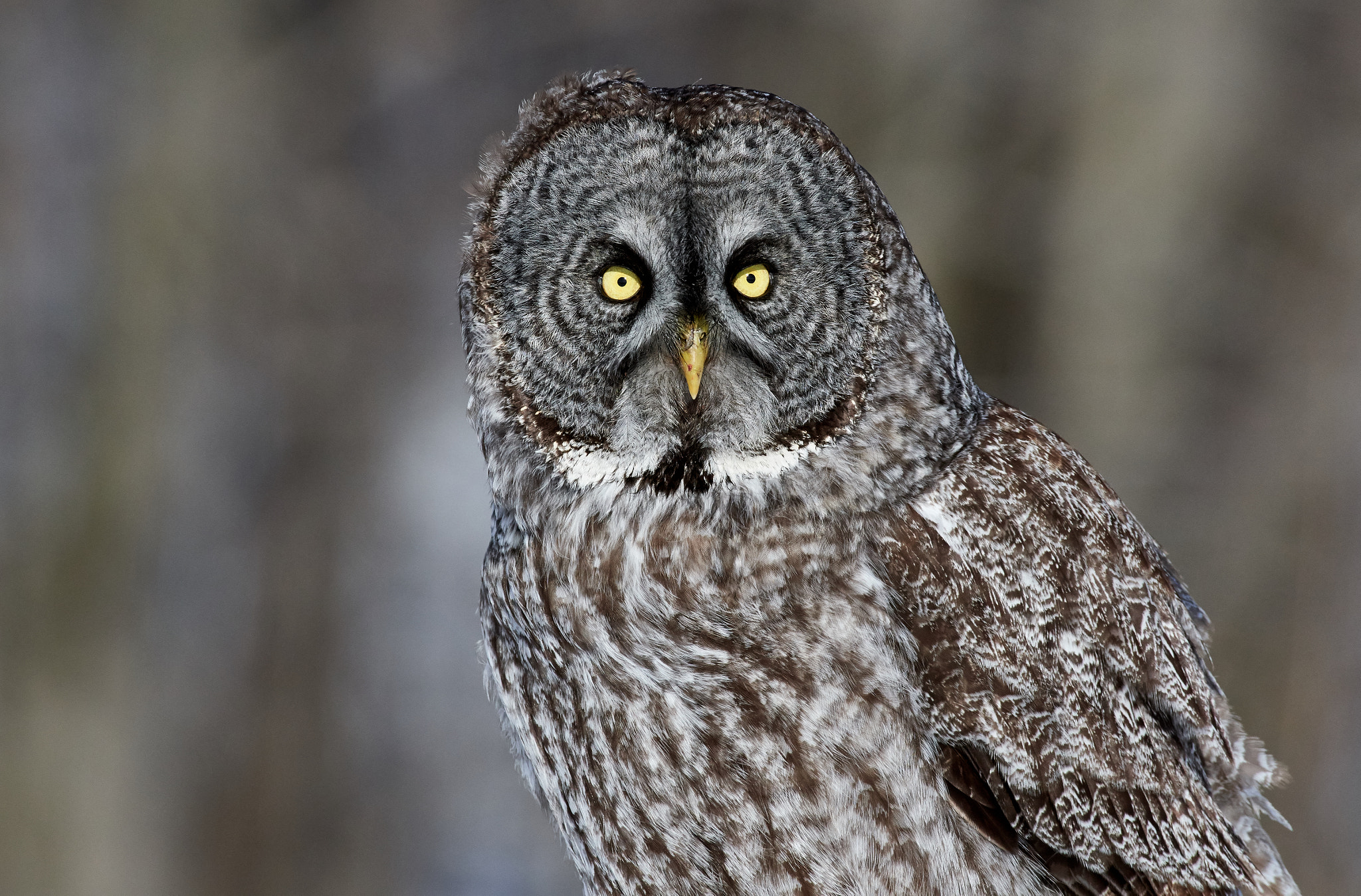 Nikon AF-S Nikkor 200-500mm F5.6E ED VR sample photo. Great grey owl photography