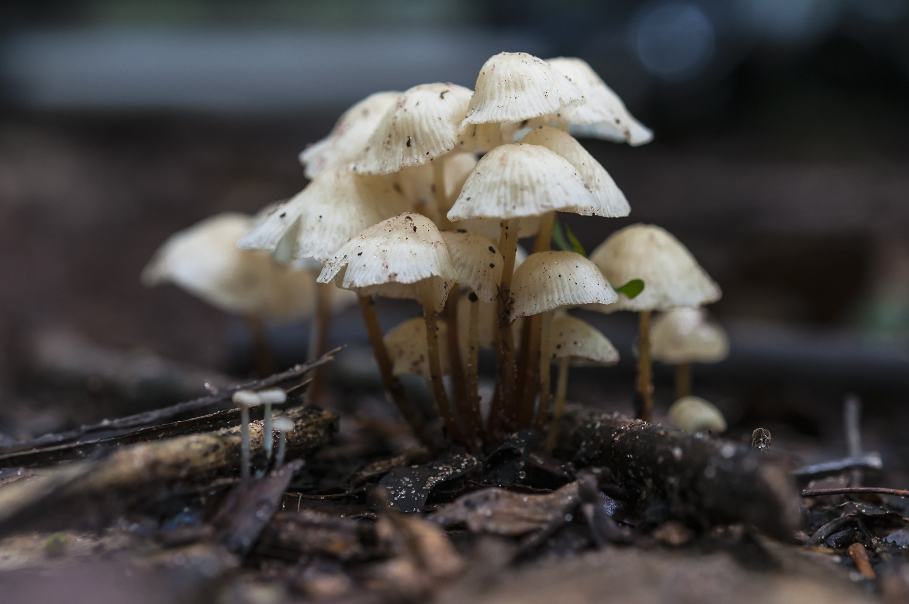 Nikon AF-S Micro-Nikkor 60mm F2.8G ED sample photo. Mushrooms photography