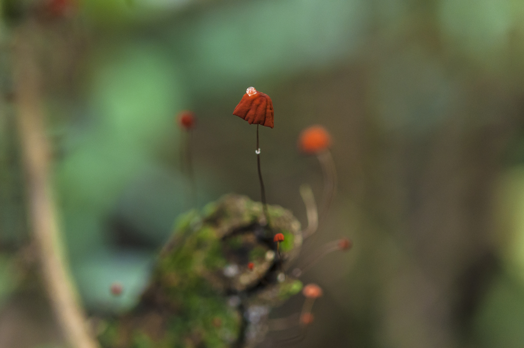 Nikon AF-S Micro-Nikkor 60mm F2.8G ED sample photo. Mushrooms photography