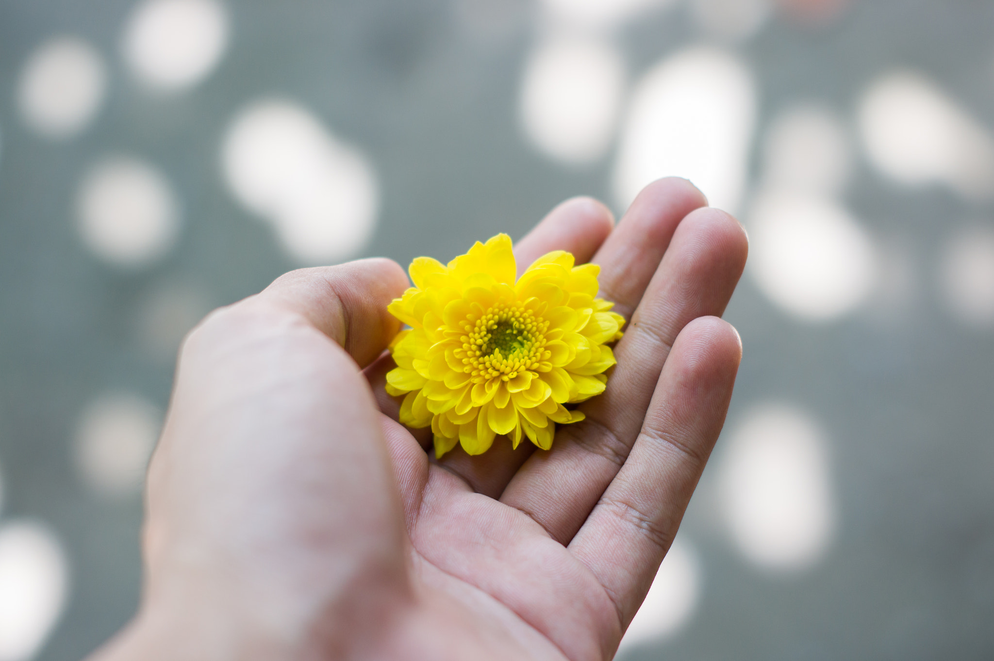 Sony Alpha DSLR-A560 + Sony DT 50mm F1.8 SAM sample photo. Yellow flower photography