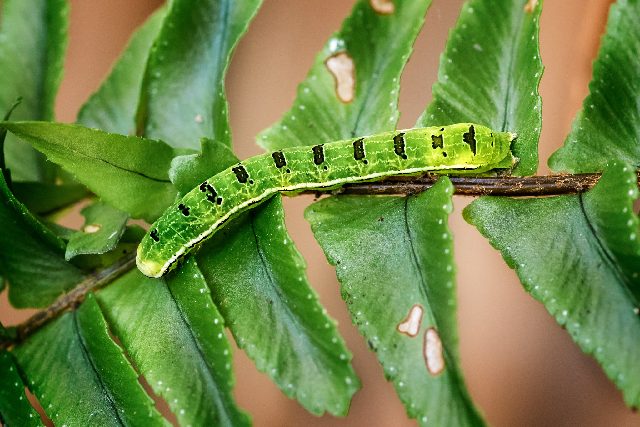 Olympus OM-D E-M1 + OLYMPUS 50mm Lens sample photo. Florida fern caterpillar (callopistria floridensis) photography