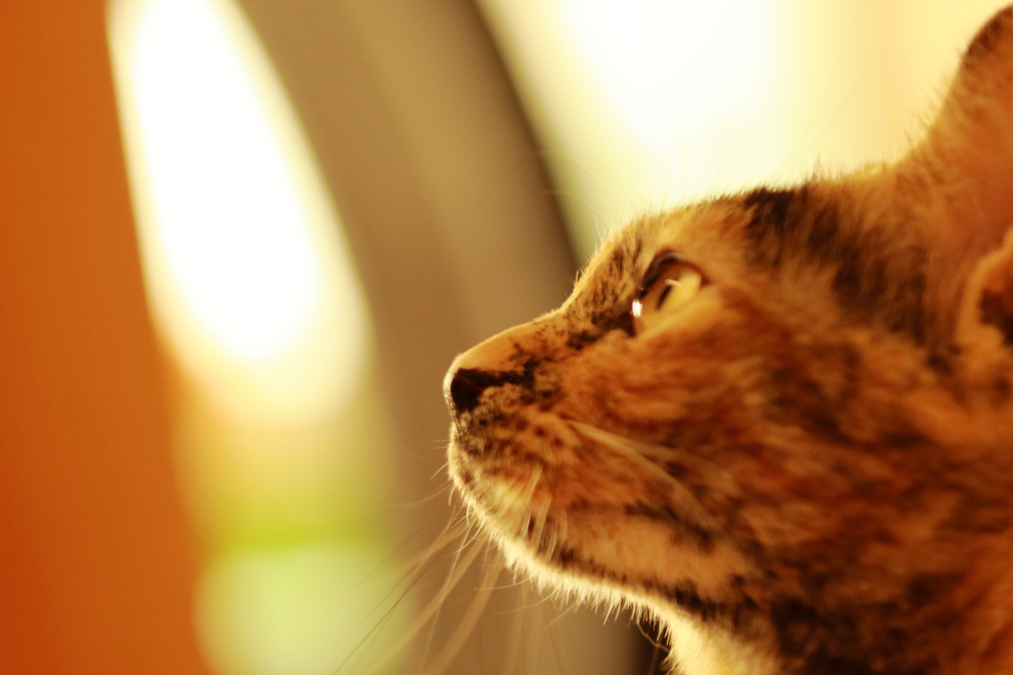 Canon EOS 700D (EOS Rebel T5i / EOS Kiss X7i) sample photo. Thinking about... lunch!! photography