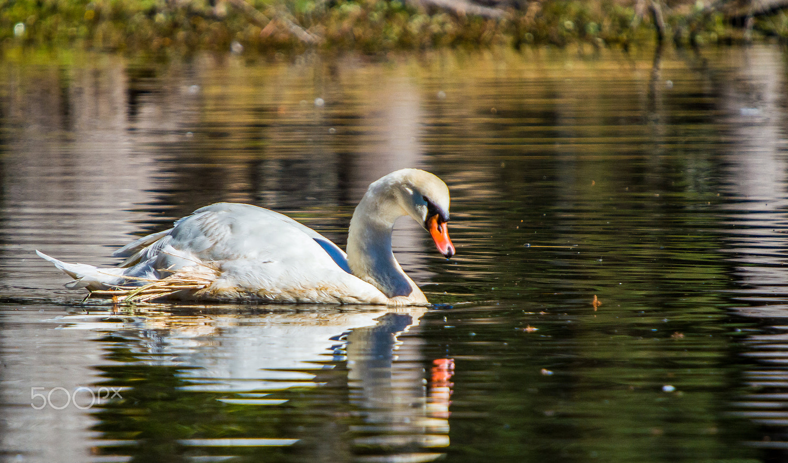 Sigma 50-500mm F4-6.3 EX APO RF HSM sample photo. Beautiful swan photography