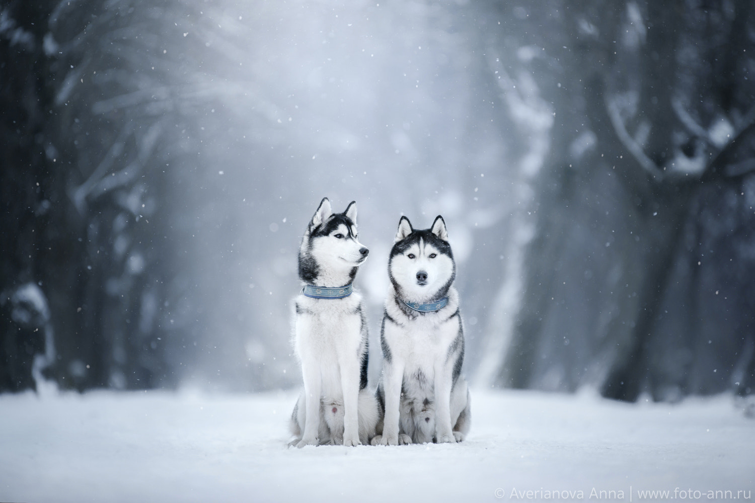 Sigma 70-200mm F2.8 EX DG OS HSM sample photo. Husky photography