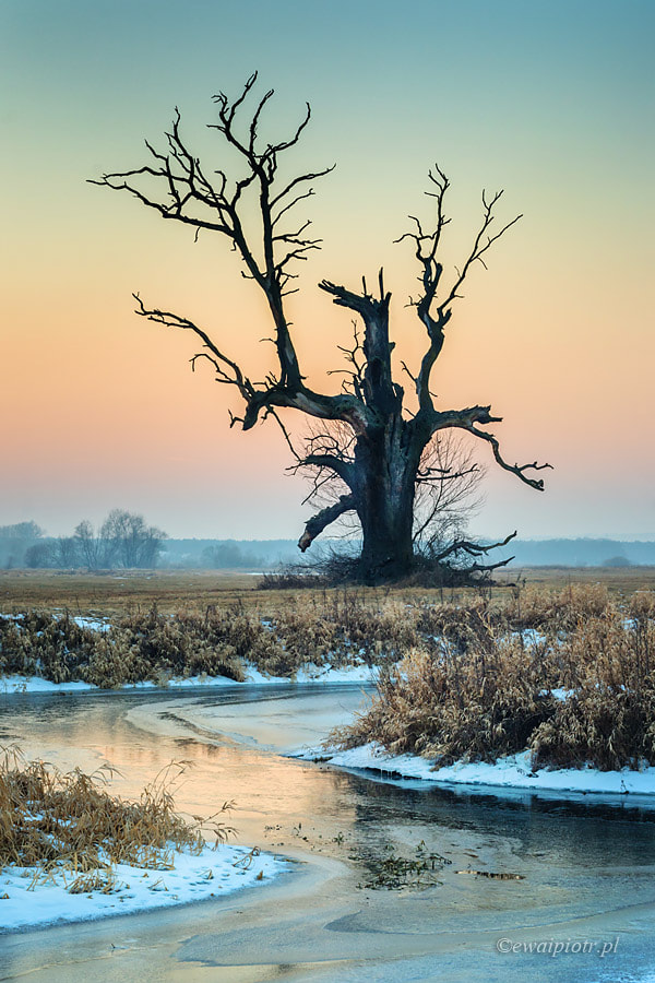 Canon EF 50mm F1.8 II sample photo. Winter dragon photography