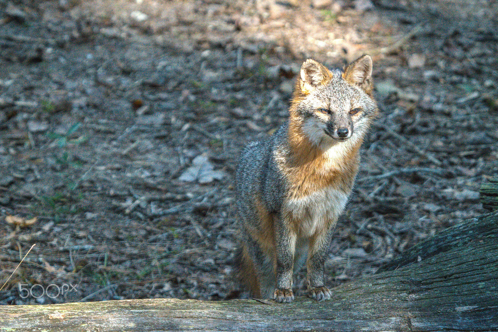 Sigma 50-500mm F4-6.3 EX APO RF HSM sample photo. The red fox photography