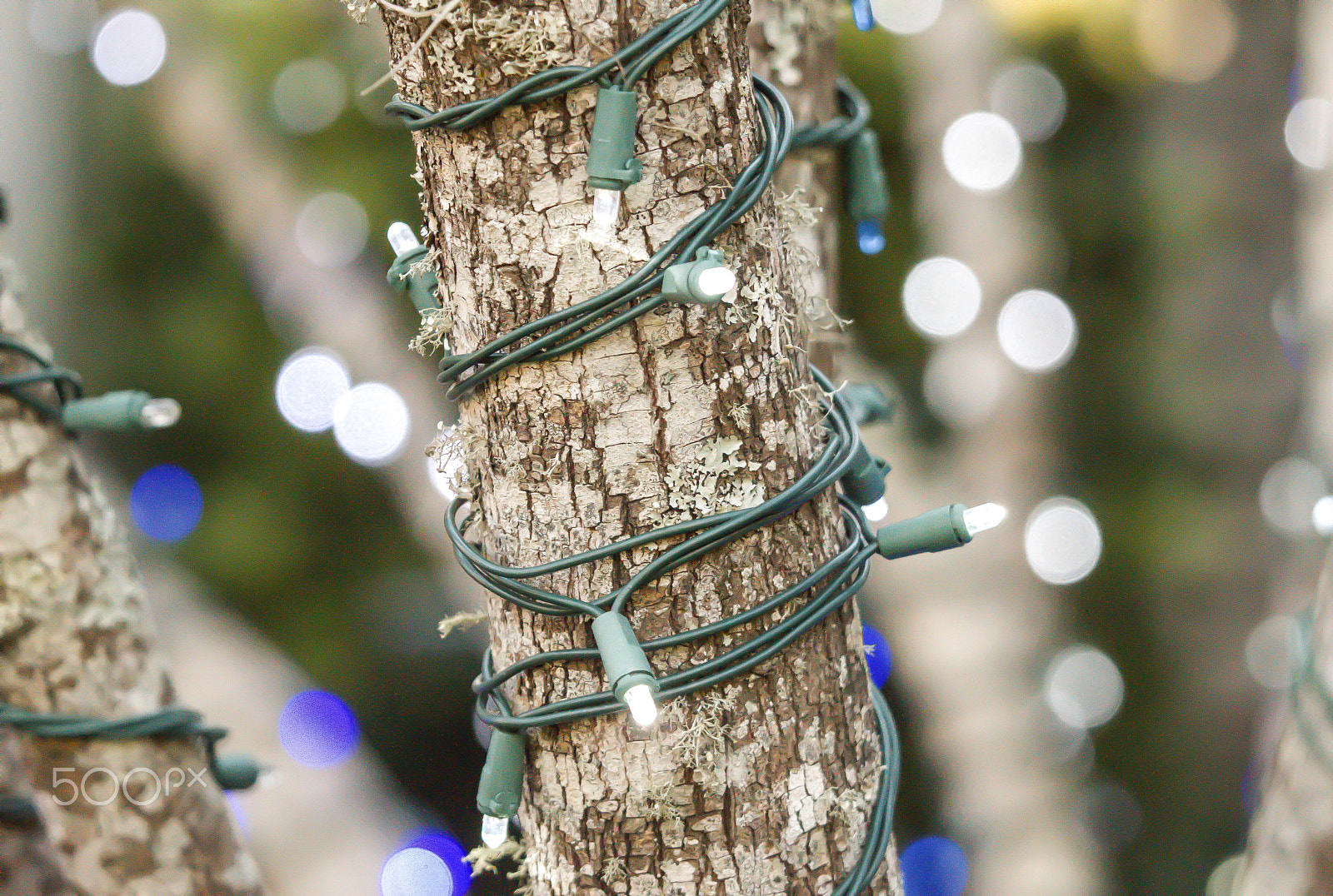 Nikon D3200 sample photo. Bokeh and trees photography