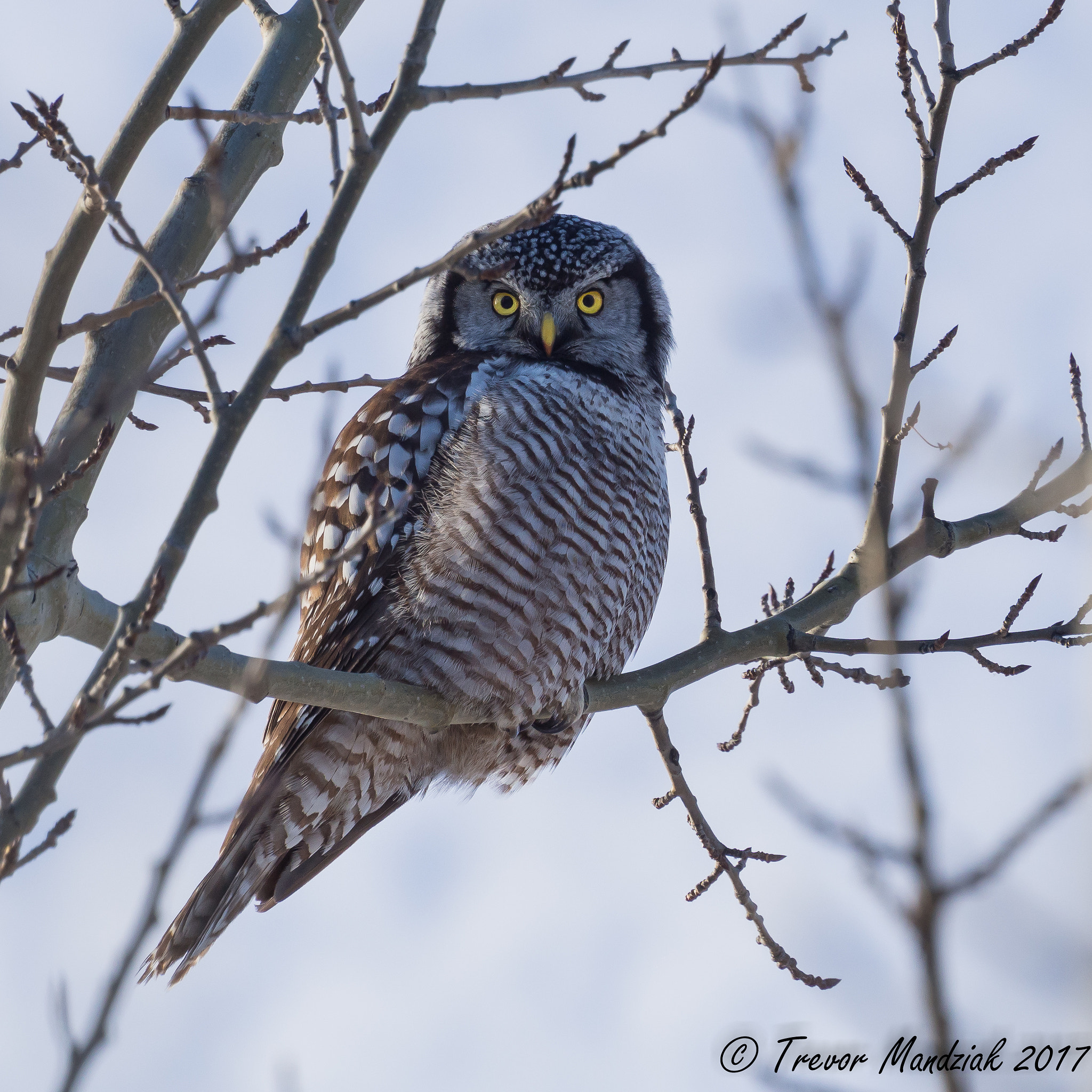 Olympus OM-D E-M10 II sample photo. Northern hawk owl was a pure pleasure to watch hunt. photography