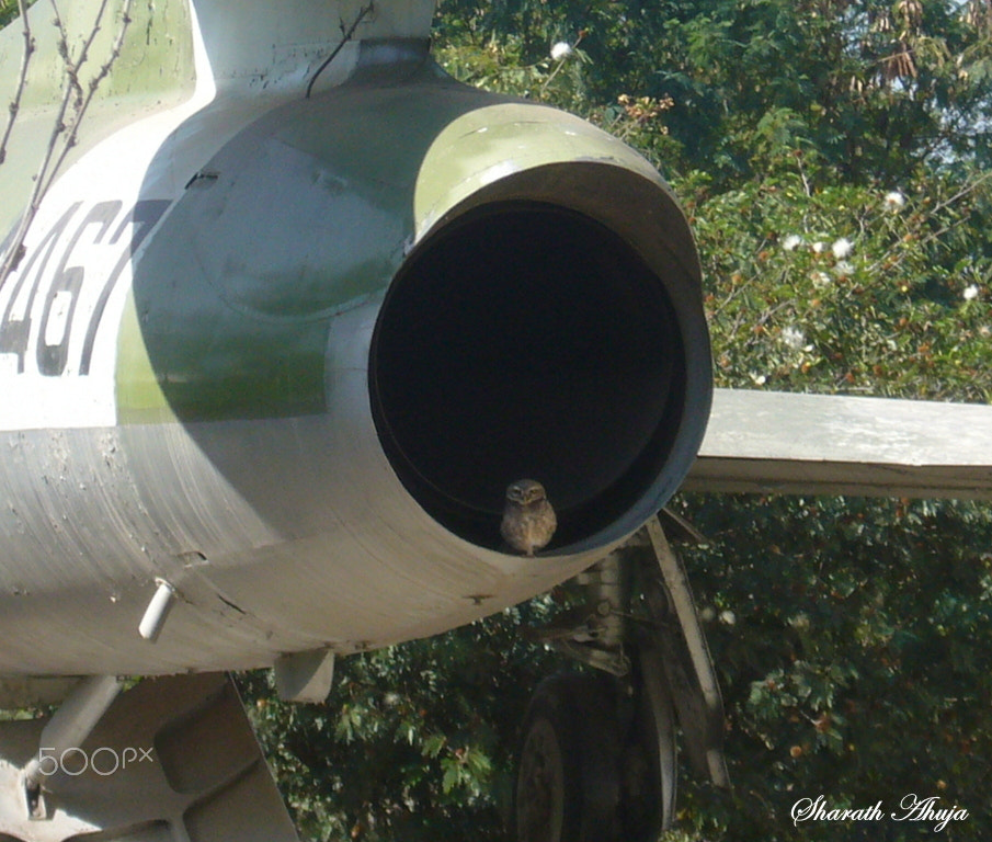 Panasonic DMC-FX01 sample photo. Nature's radar system for this fighter aircraft photography