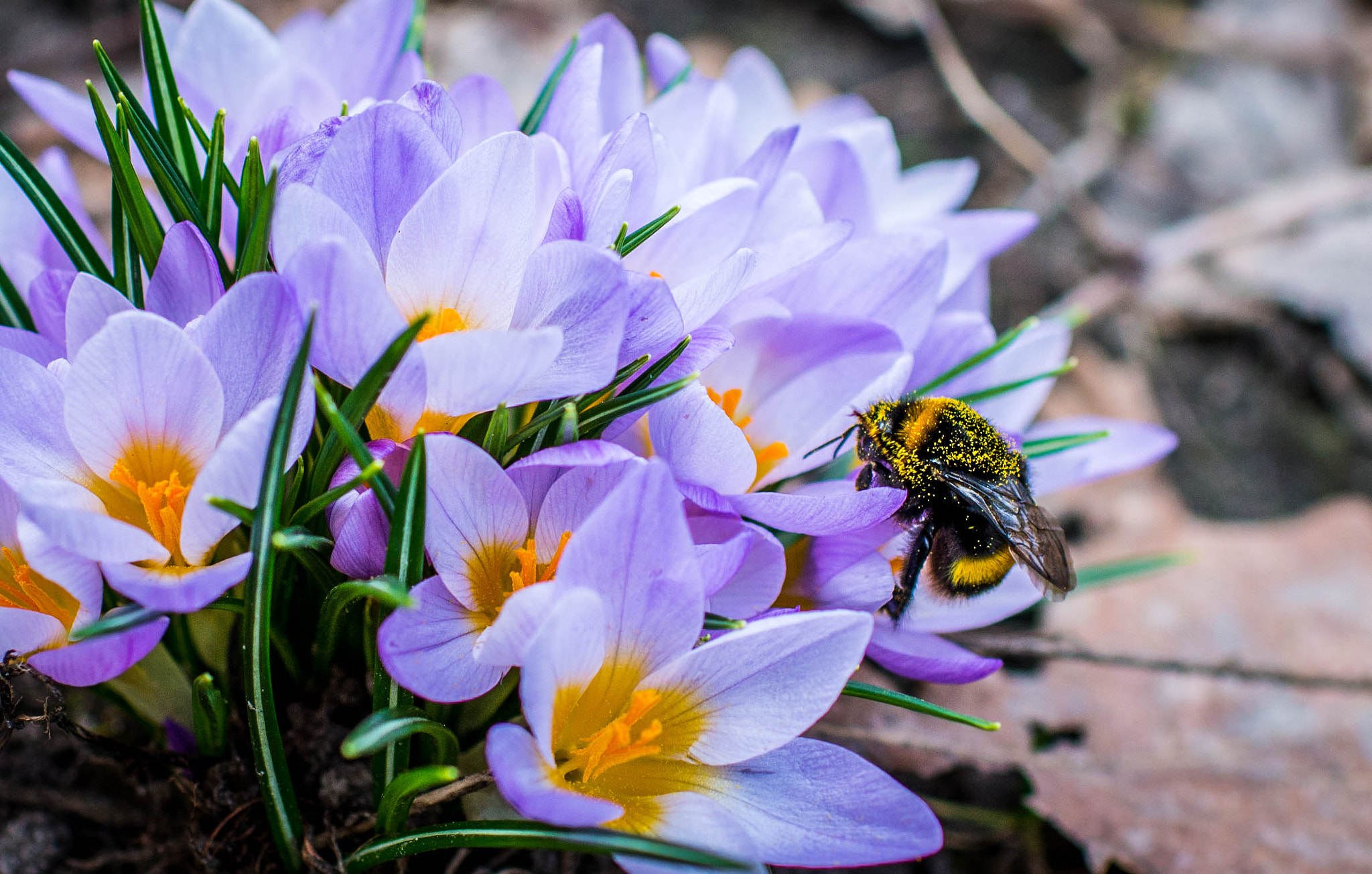 Nikon D610 sample photo. Bumblebee photography