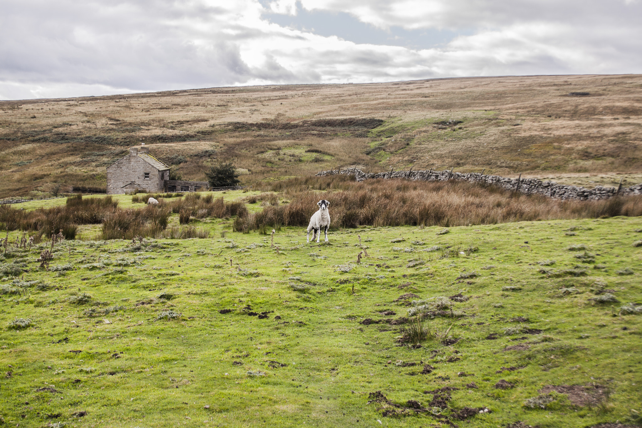 Canon EOS 50D + Canon EF 28-105mm F4.0-5.6 USM sample photo. Sheepside photography