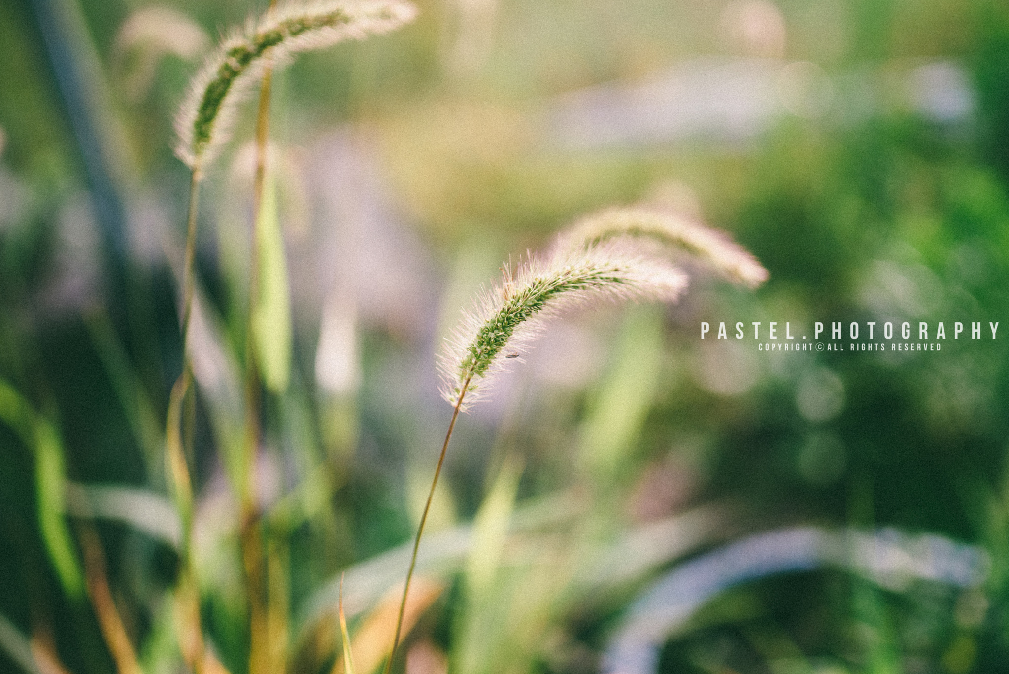 Nikon D750 + Tamron SP 35mm F1.8 Di VC USD sample photo